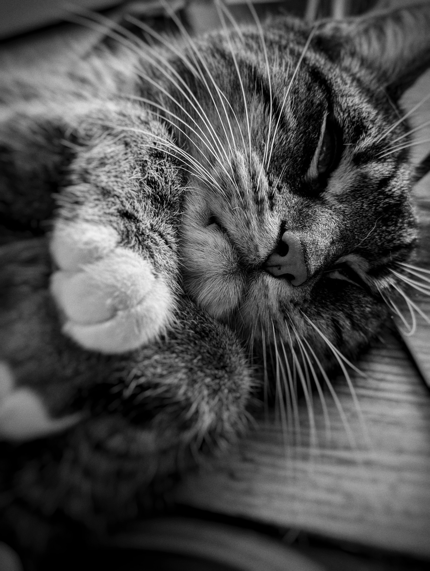 Grendel the cat laying on the table , eyes half closed , front paws crossed in front of his chest
