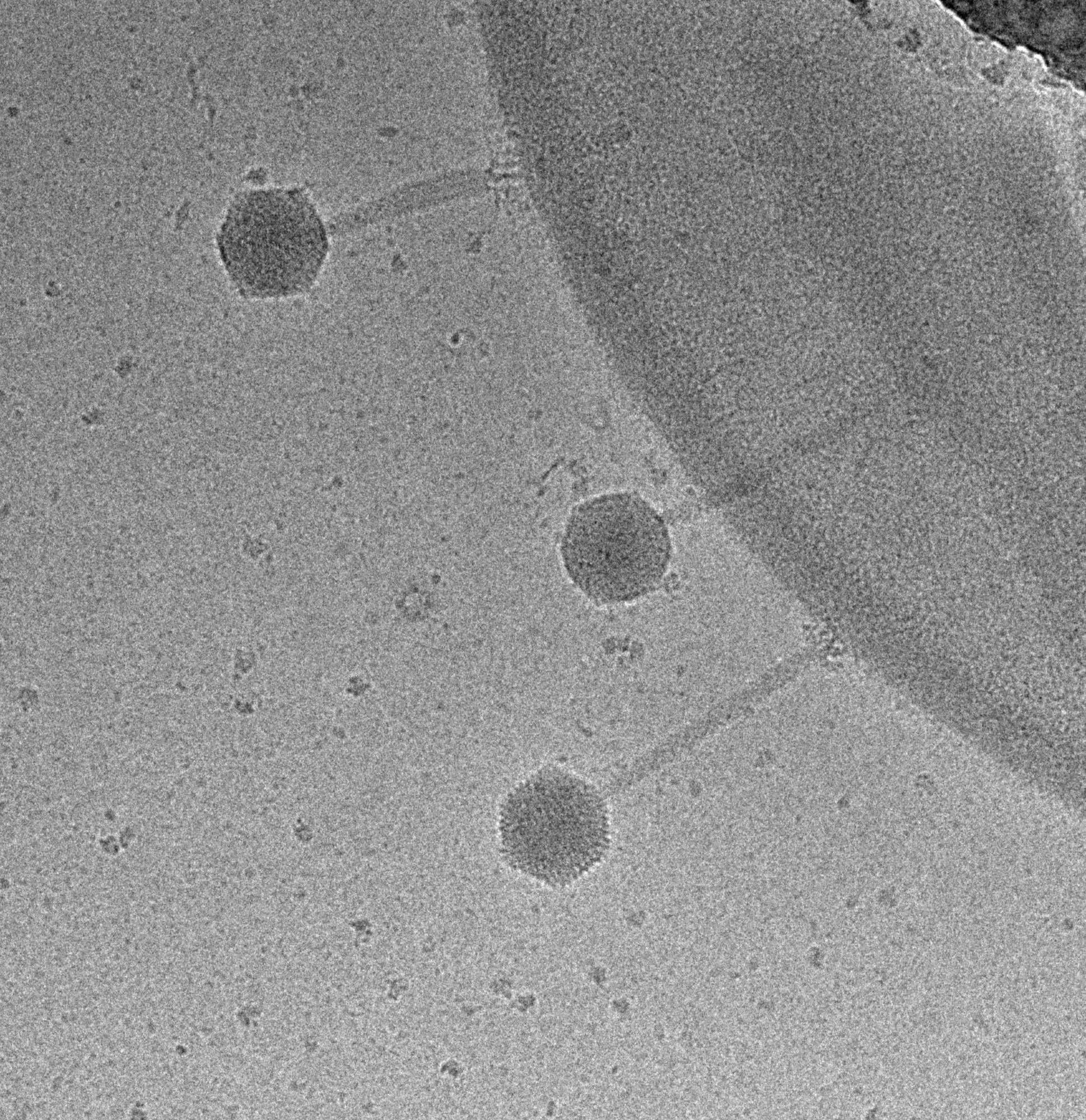 Cryo-electron microscopy image showing several bacteriophages attached to a bacterial cell surface. The scale bar indicates 200 nm, highlighting the nanoscale structure of the viruses.