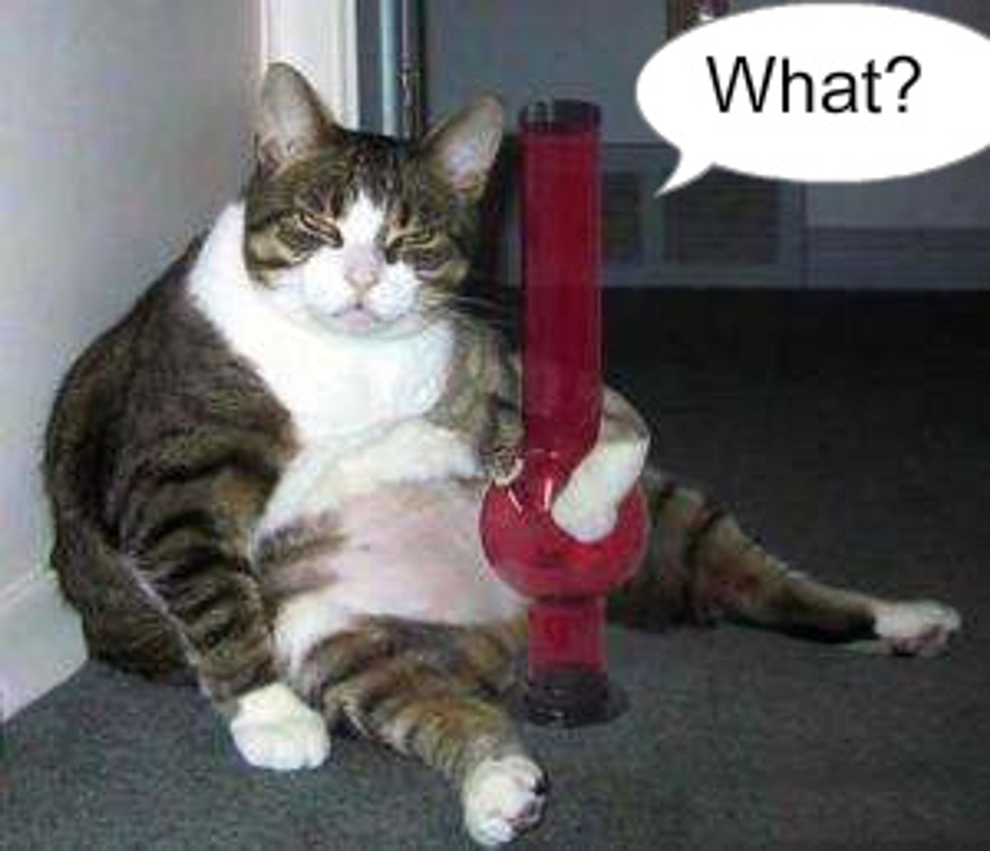 bongcat meme - apparent photo, saved many years ago, of very hefty cat with eyelids at half mast, holding bong with one paw, saying "What?"