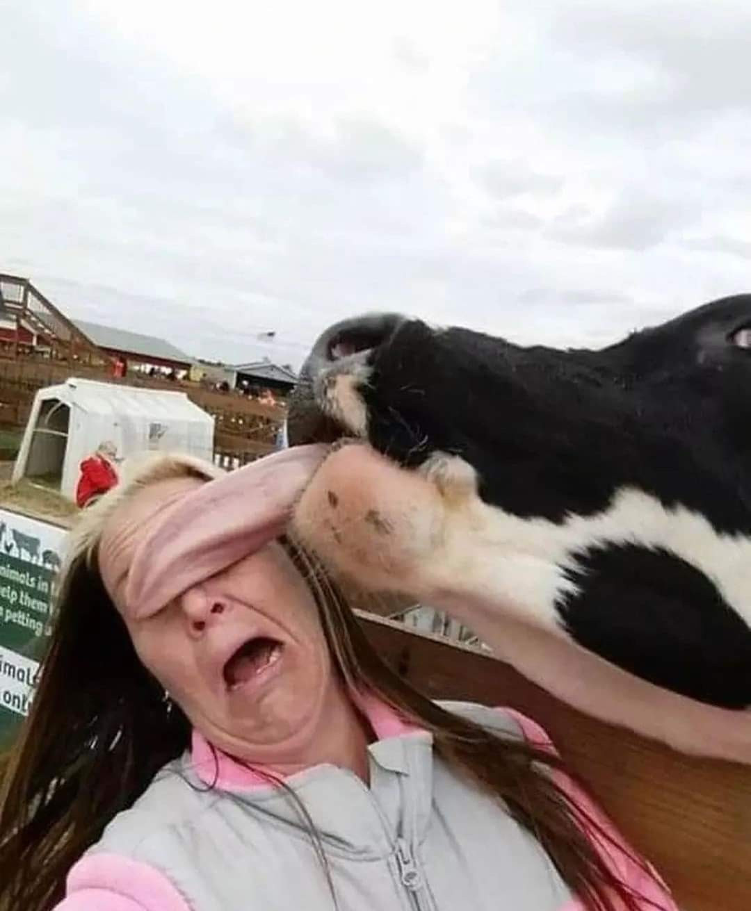 As a large adult cow sticks out its long, pale-pink tongue and licks a woman's face, the photographer captures the moment that the tongue covers her eyes like a blindfold. 

She does not seem pleased.