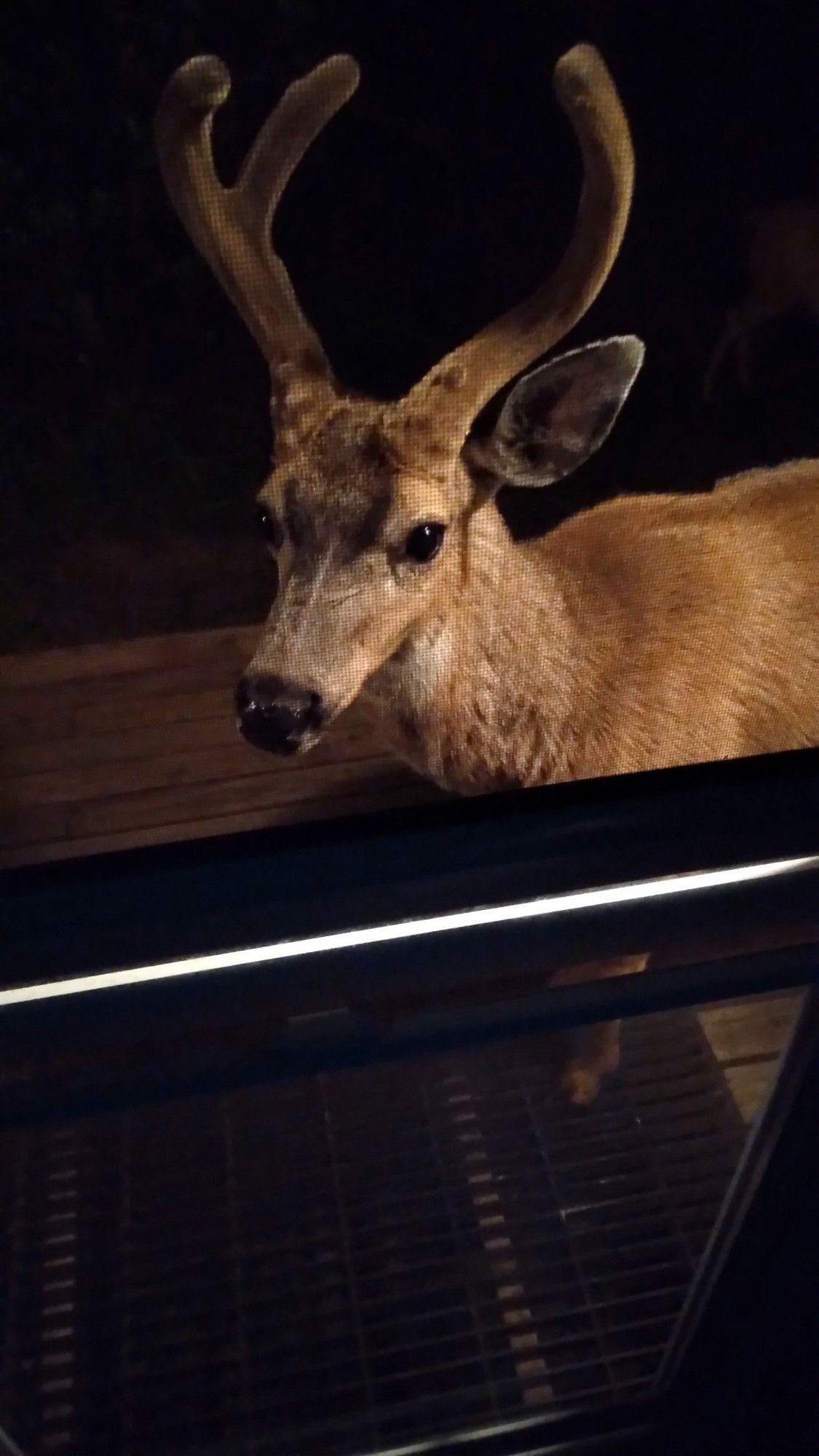 hungry male deer at porch door