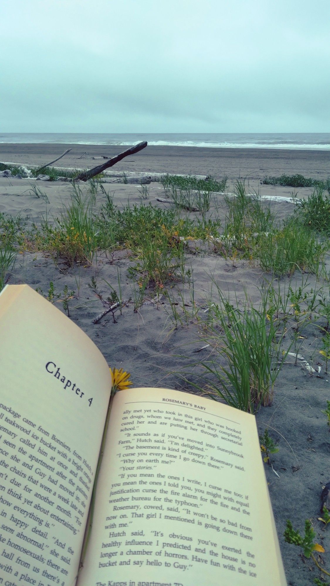 reading alone on an overcast evening with ocean waves crashing in the distance 🌊