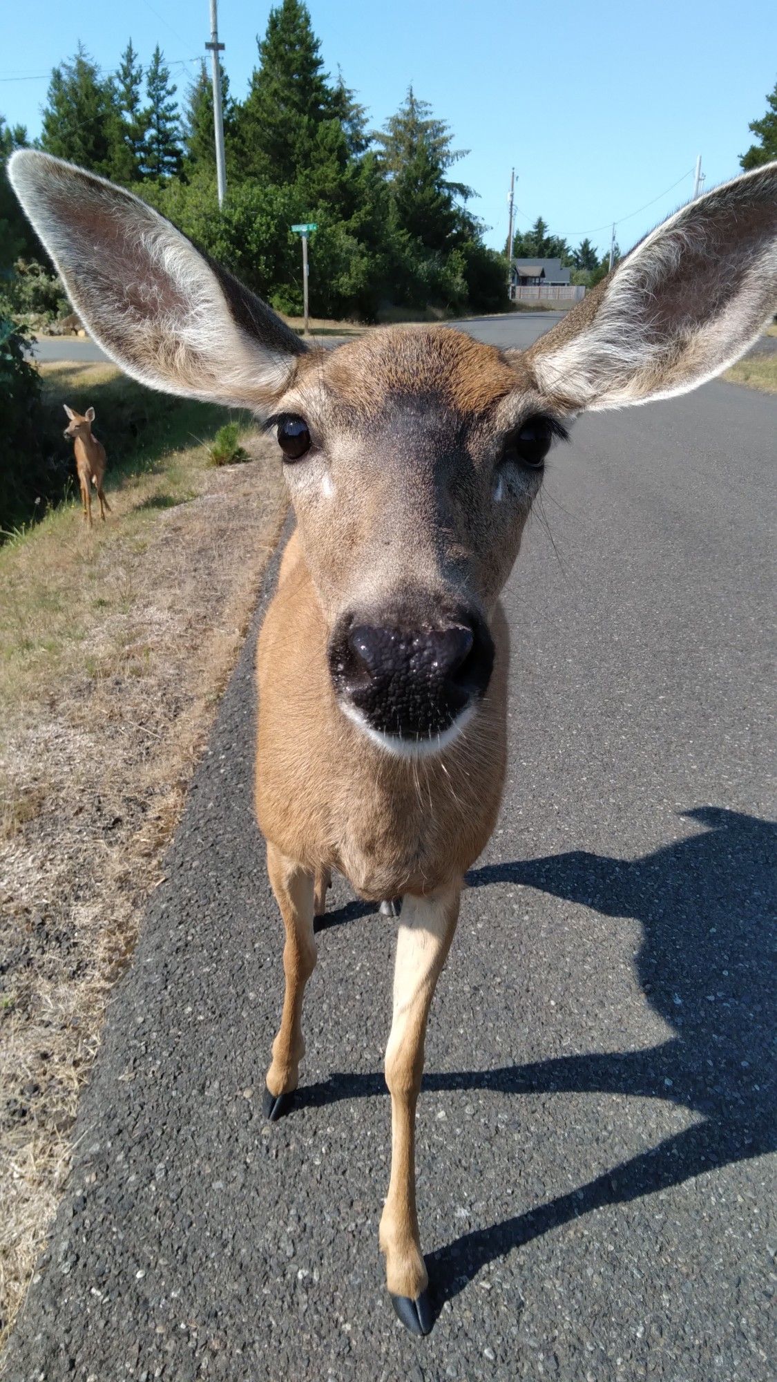 doe with her fawn