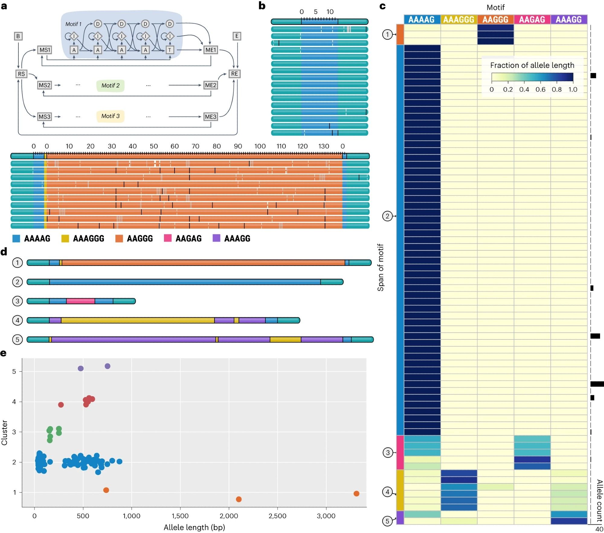 a, An HMM representing the population structure of the RFC1 TR derived from a priori known motifs. b, A TRVZ plot depicting both alleles of the RFC1 repeat in the HG04228 sample. c, A heat map depicting the span of each motif (columns) on each allele (rows); each cluster of alleles is associated with the color of its dominant motif. d, An example allele from each cluster. e, Lengths of alleles belonging to each cluster.