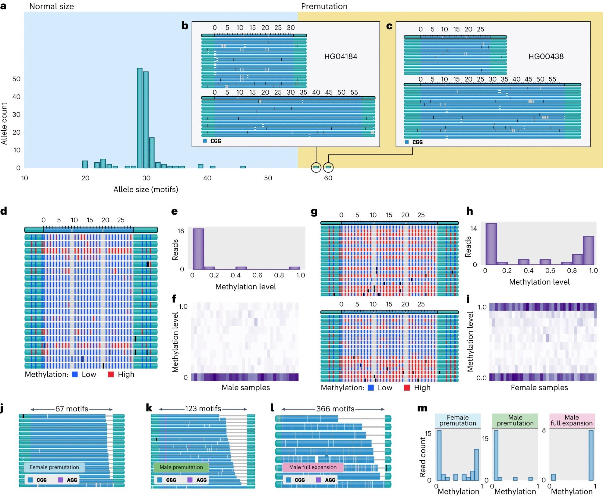 a, Distribution of FMR1 allele sizes in 100 HPRC samples. b,c, TRVZ plots of FMR1 repeat in the HG04184 (b) and HG00438 (c) samples, respectively, showing premutation alleles. d, TRVZ plot of FMR1 repeat in the HG01099 male sample displaying CpG methylation. e, Distribution of median methylation levels for HG01099 reads spanning FMR1 repeat. f, Distributions of median methylation levels for FMR1 reads across all male samples. g, TRVZ plot of FMR1 repeat in HG03831 female sample displaying CpG methylation. h, Distribution of median methylation levels for HG03831 reads spanning FMR1 repeat. i, Distributions of median methylation levels for FMR1 reads across all female samples. j, Premutation repeat allele from a prefrontal cortex sample from a female donor (short allele not shown). k, Premutation repeat allele from a prefrontal cortex sample from a male donor. l, Fully expanded repeat allele from a prefrontal cortex sample from a male donor. m, Methylation profile of prefrontal cortex sa