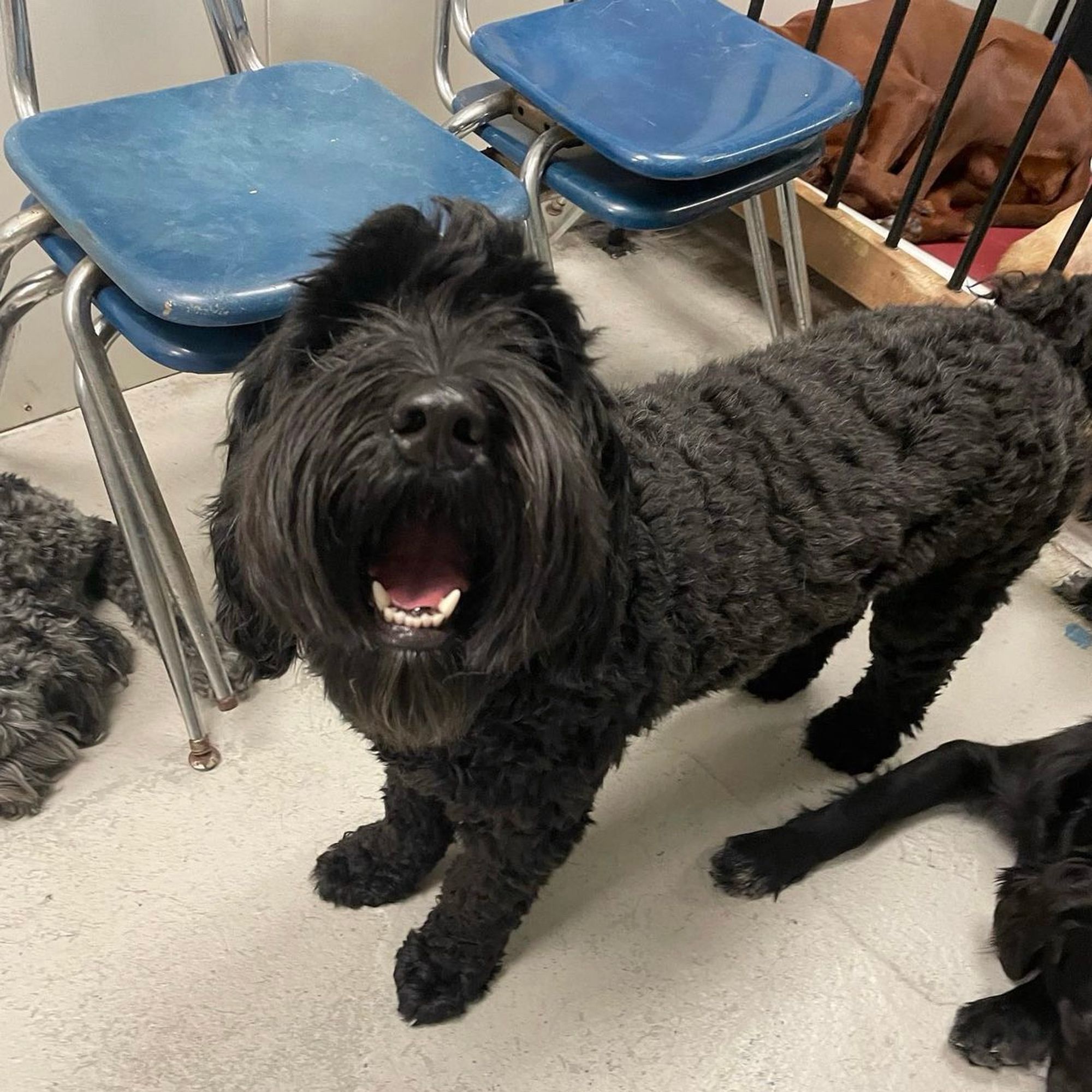 Photo of a black Australian Labradoodle dog looking at the camera with a big open mouth smile. He is a good boy.