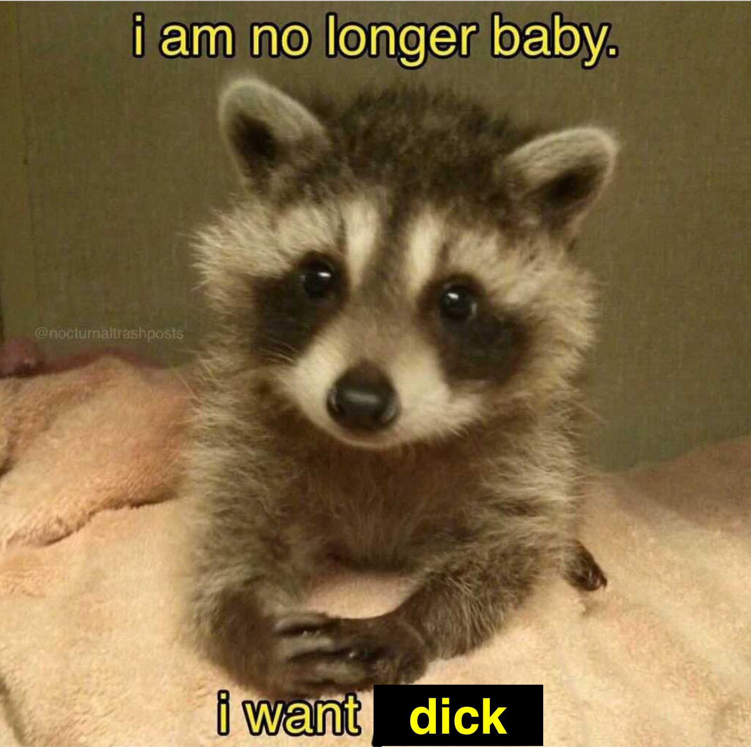 a tiny lil raccoon with its hands clasped looking at the camera. it says "i am no longer baby. i want dick"