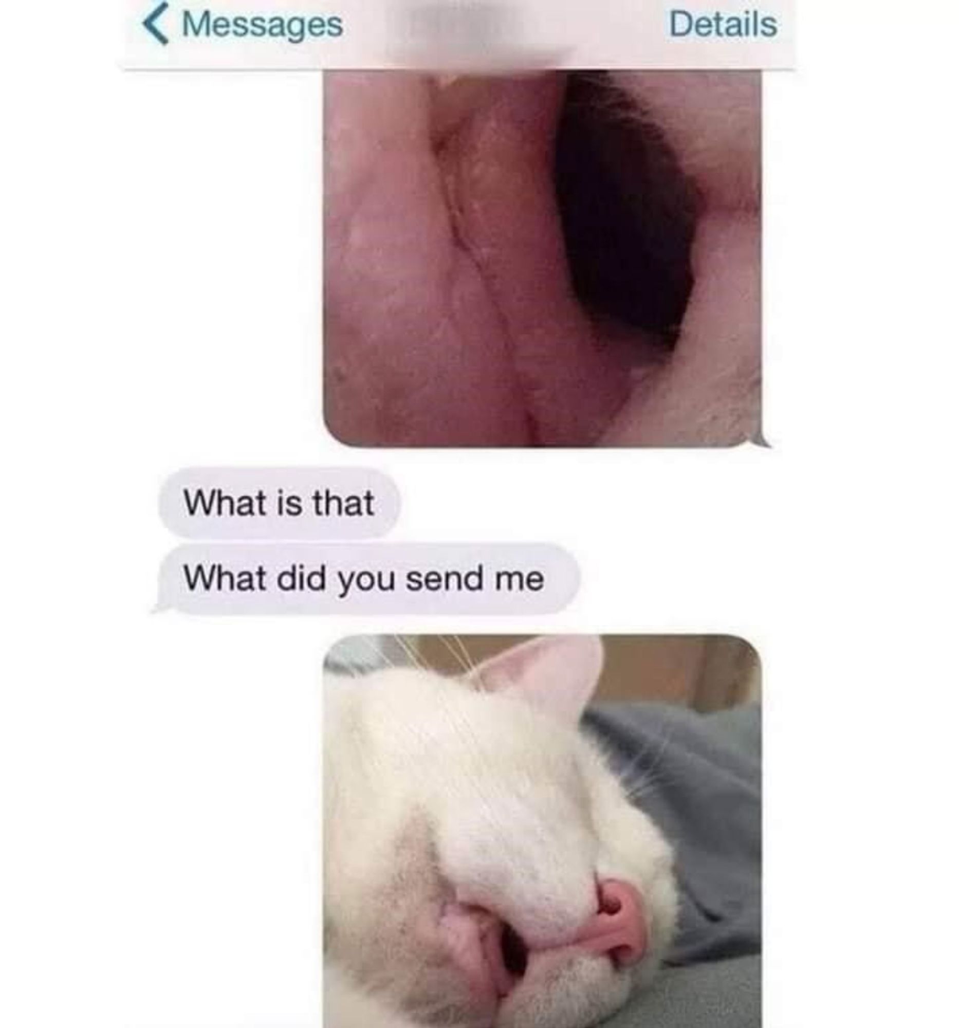 a text chain. 

person 1 sends an image that's a close up shot of something pink that could be interpreted as a body part
person 2 asks "what is that what did you send me?"
person 1 sends the zoomed out version of the image which is a cat sleeping with its mouth open