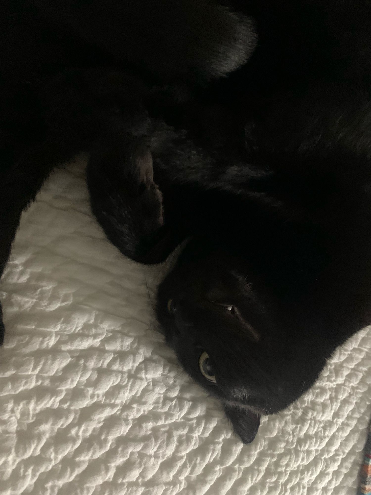 Black cat on his back showing his belly off while stretched on a white blanket.