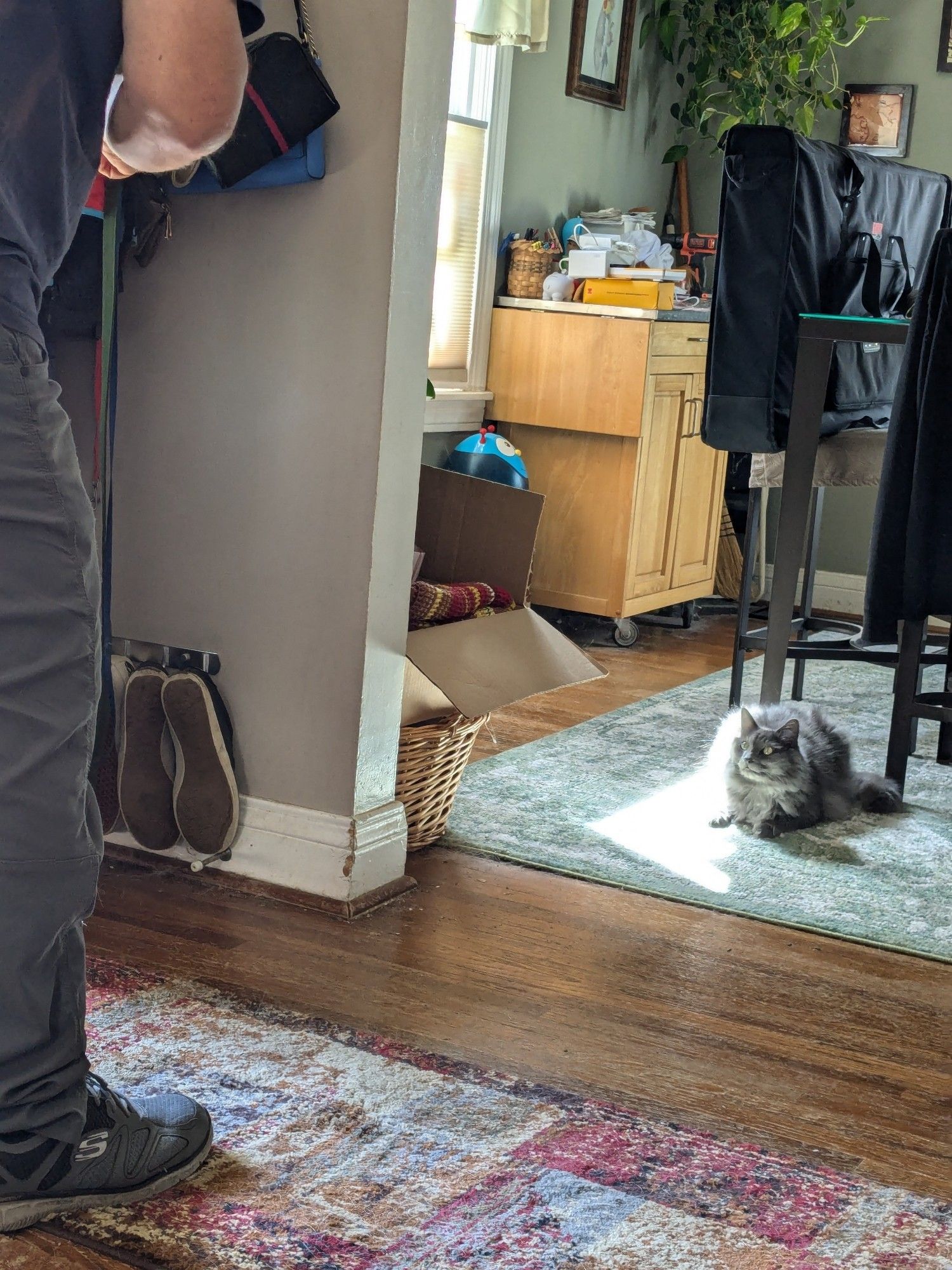 A fluffy gray Nebelung cat laying on a rug in the dining room watching as a man changes the deadbolt on the front door in the adjoining living room. He is sitting in a sunbeam - the cat that is; not the man.