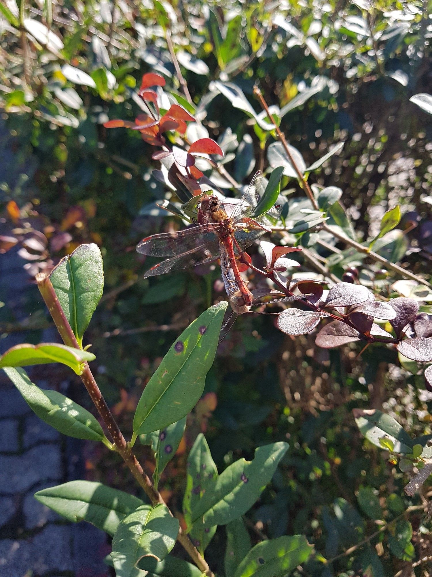 Rote Libelle auf rötlicher Hecke