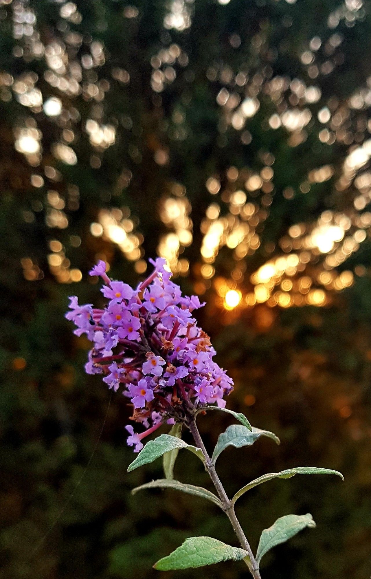 Im Vordergrund leuchtend rosa Blüten, im Hintergrund der Sonnenuntergang, unscharf durch einen Baum hindurchscheinend