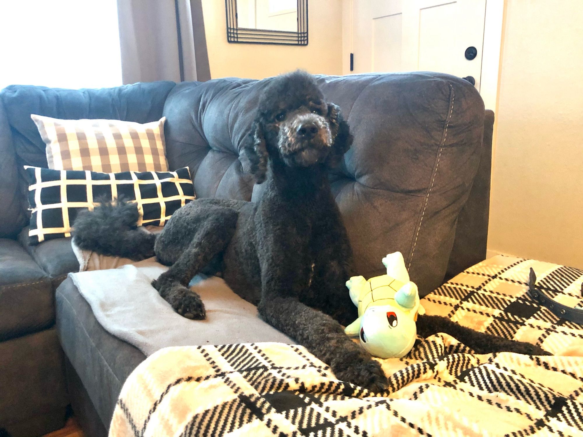 Black poodle without a docked tail, happily lounging on a grey couch with a Pokémon plush between his front legs