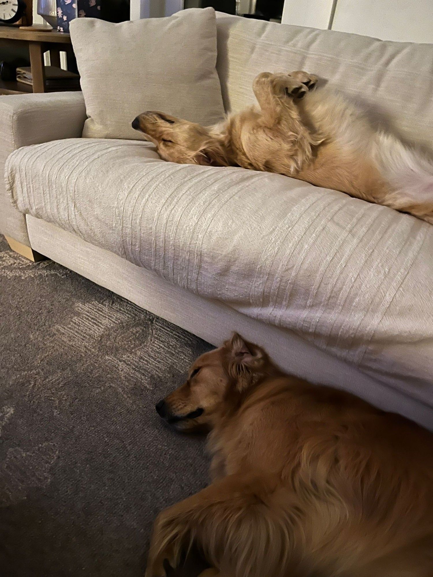 Napping golden retrievers, on on the couch.