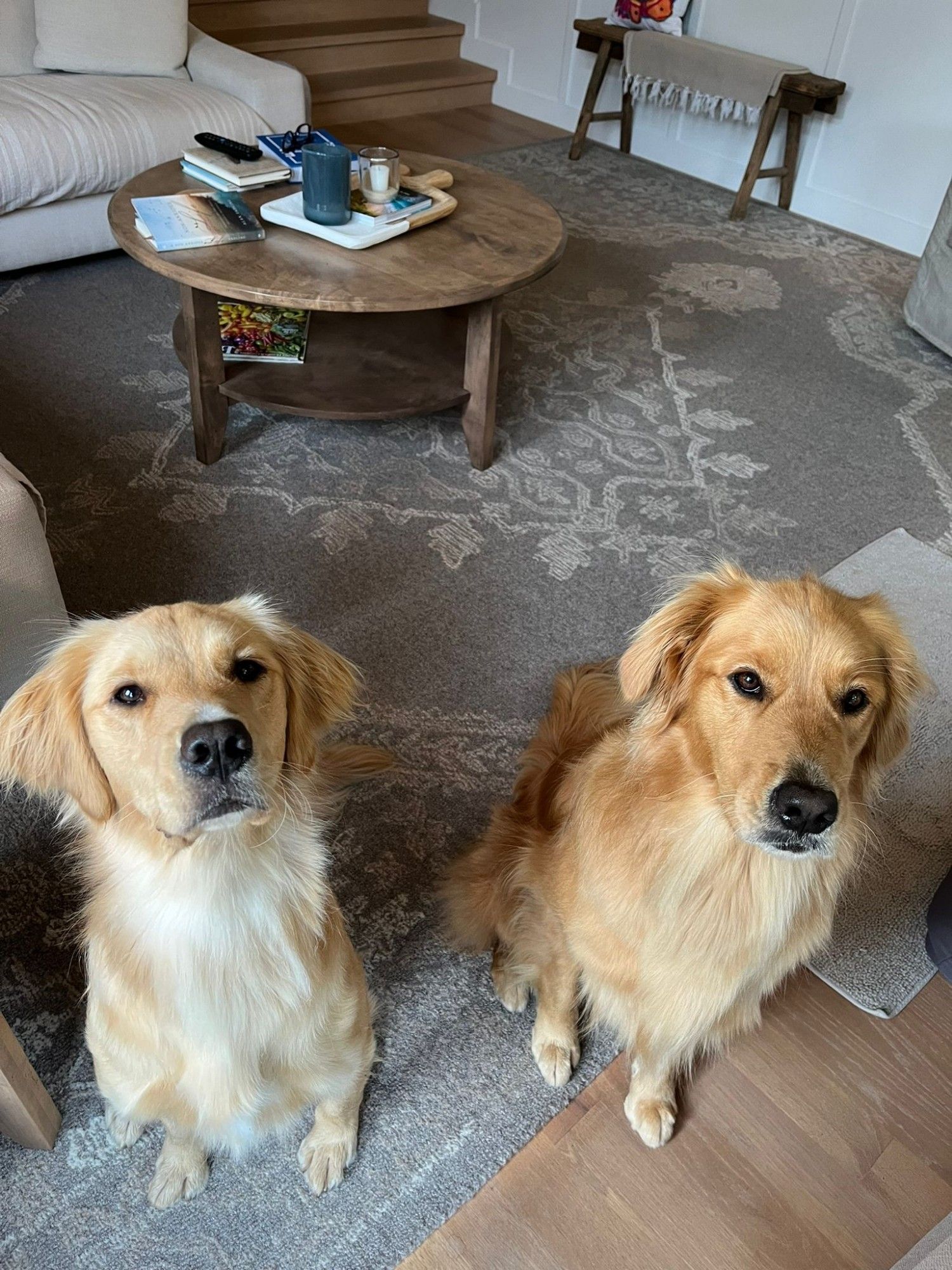 Golden retrievers definitely want a snack.