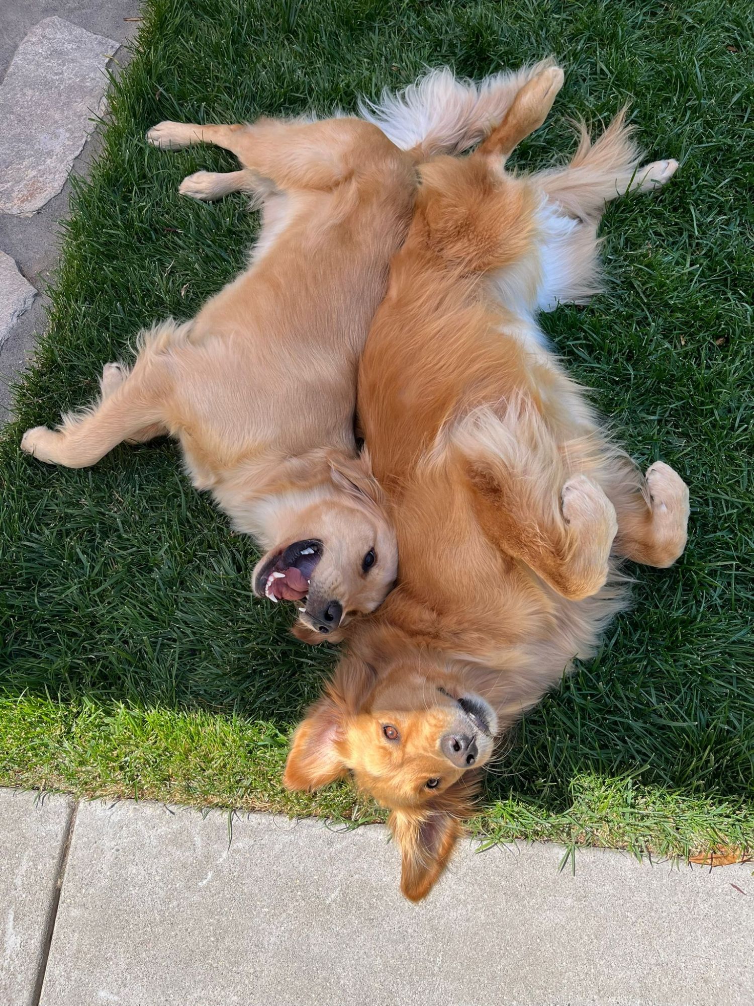 Golden retrievers lay on grass.