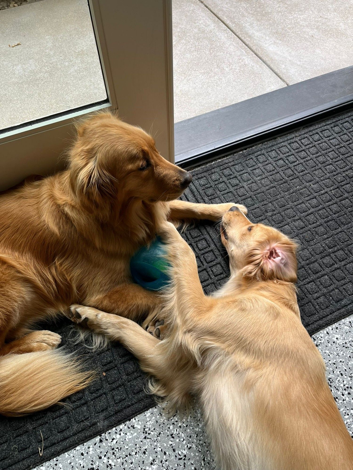 Two golden retrievers lay by an open door.