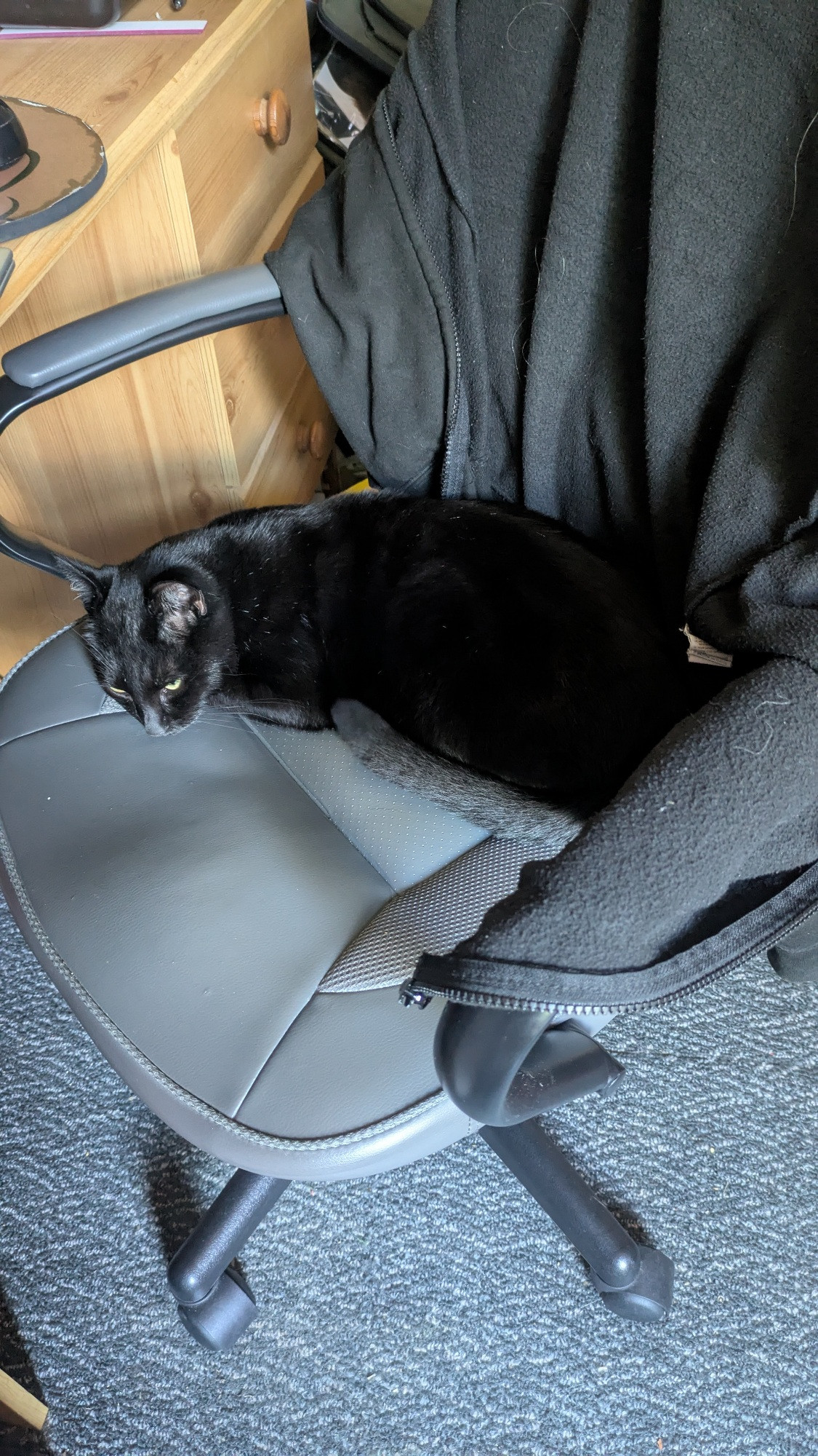 Sleepy cat on an office chair 