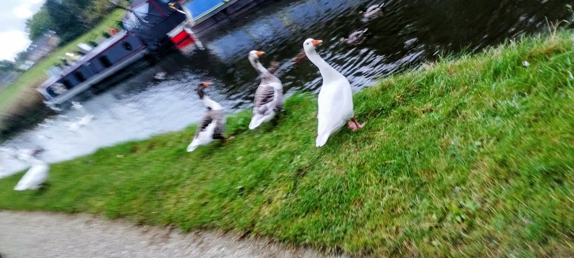 At an acute angle - almost horizontal as the photo was taken while running - 4 blurry geese (one white, 2 a mix up of domestic white and gray goose plumage and a final one too blurry to be certain) stand on the grass bank of the Leeds Liverpool canal. Some barges can be made out in the background