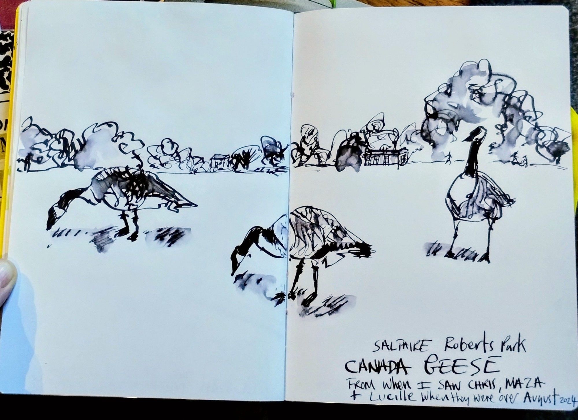 An ink on white paper sketch of 3 geese in the foreground with a treeline in the background. The words 'saltaire Roberts park Canada geese from when I saw Chris Maza and Lucille when they were over August 2024' sit in the bottom right corner.