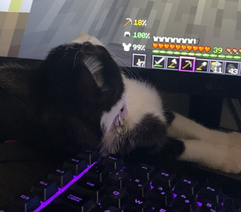 Socks the cat laying under a computer monitor, staring at the screen displaying minecraft