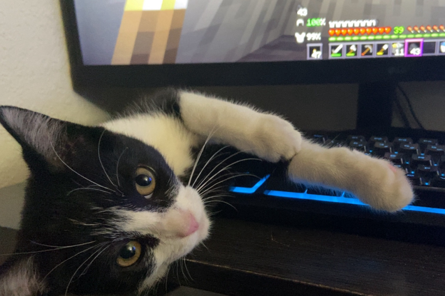 Socks the cat laying across the desk, staring at the camera with minecraft on the screen behind her