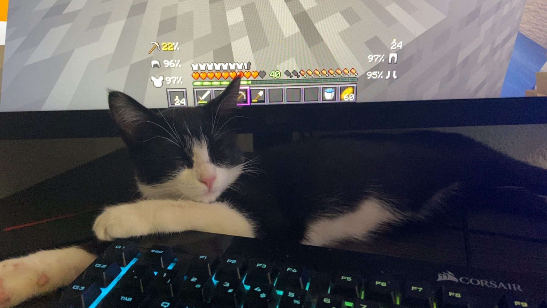 Socks the cat napping on the desk behind keyboard