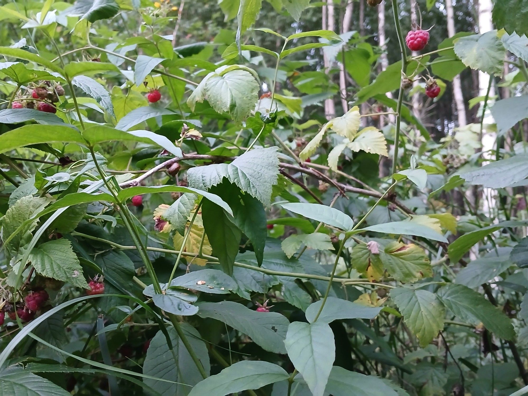 Lehtokotilo (Ariata arbustorum) vadelmapensaassa, jossa vielä muutamia kypsiä ja putoamattomia marjoja sateen jäljiltä.