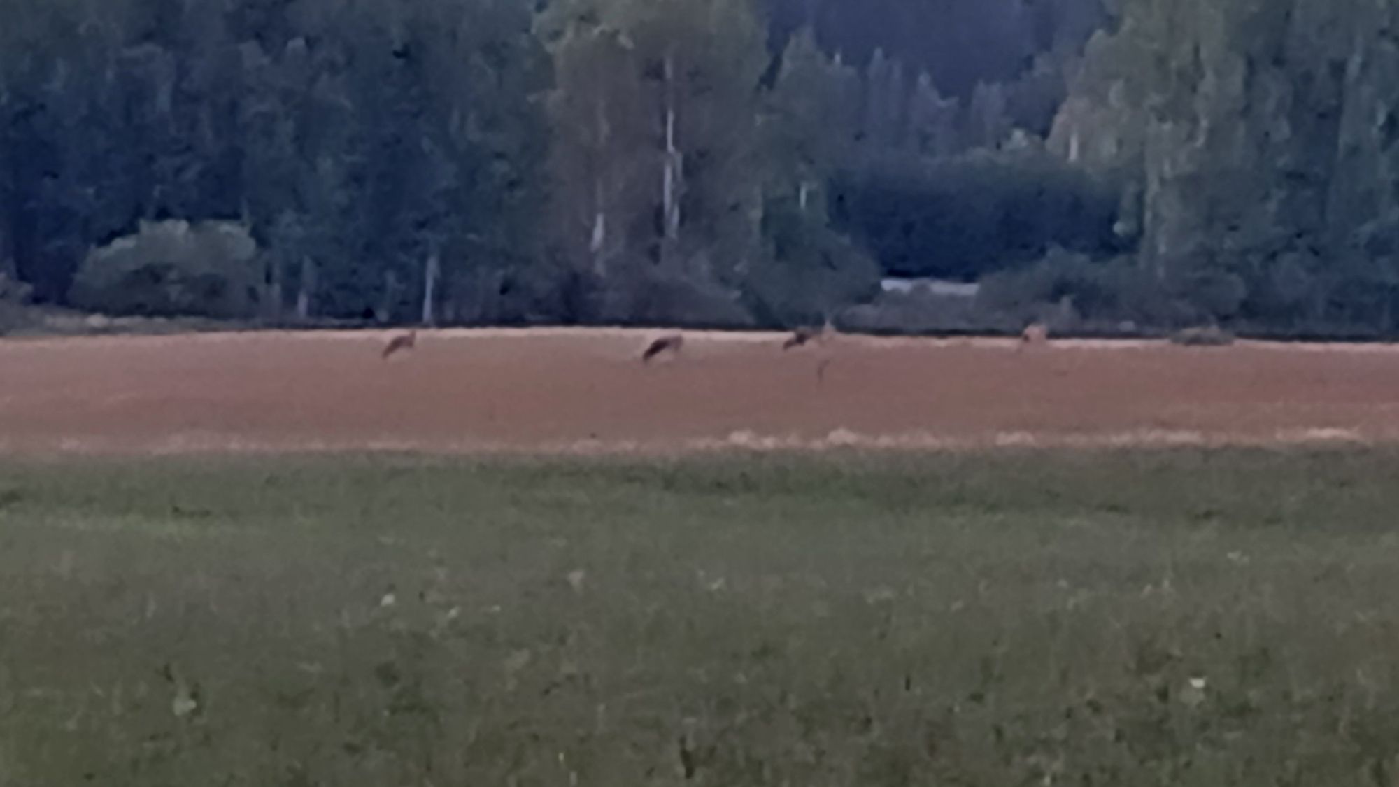 Puolen tusinaa metsäkaurista (Capreolus capreolus) aterialla Haapajärven syksyisellä pellolla, Kirkkonummi.