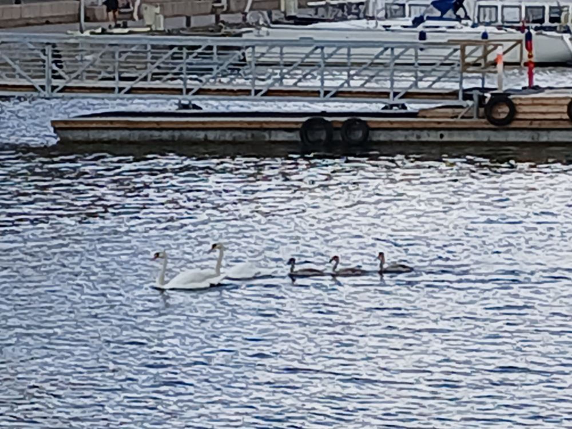 Kyhmyjoutsen(Cygnus olor)pari kolmine poikasineen uiskentelee Pohjoisrannan Halkokaiturin edustalla. Kruununhaka, Helsinki