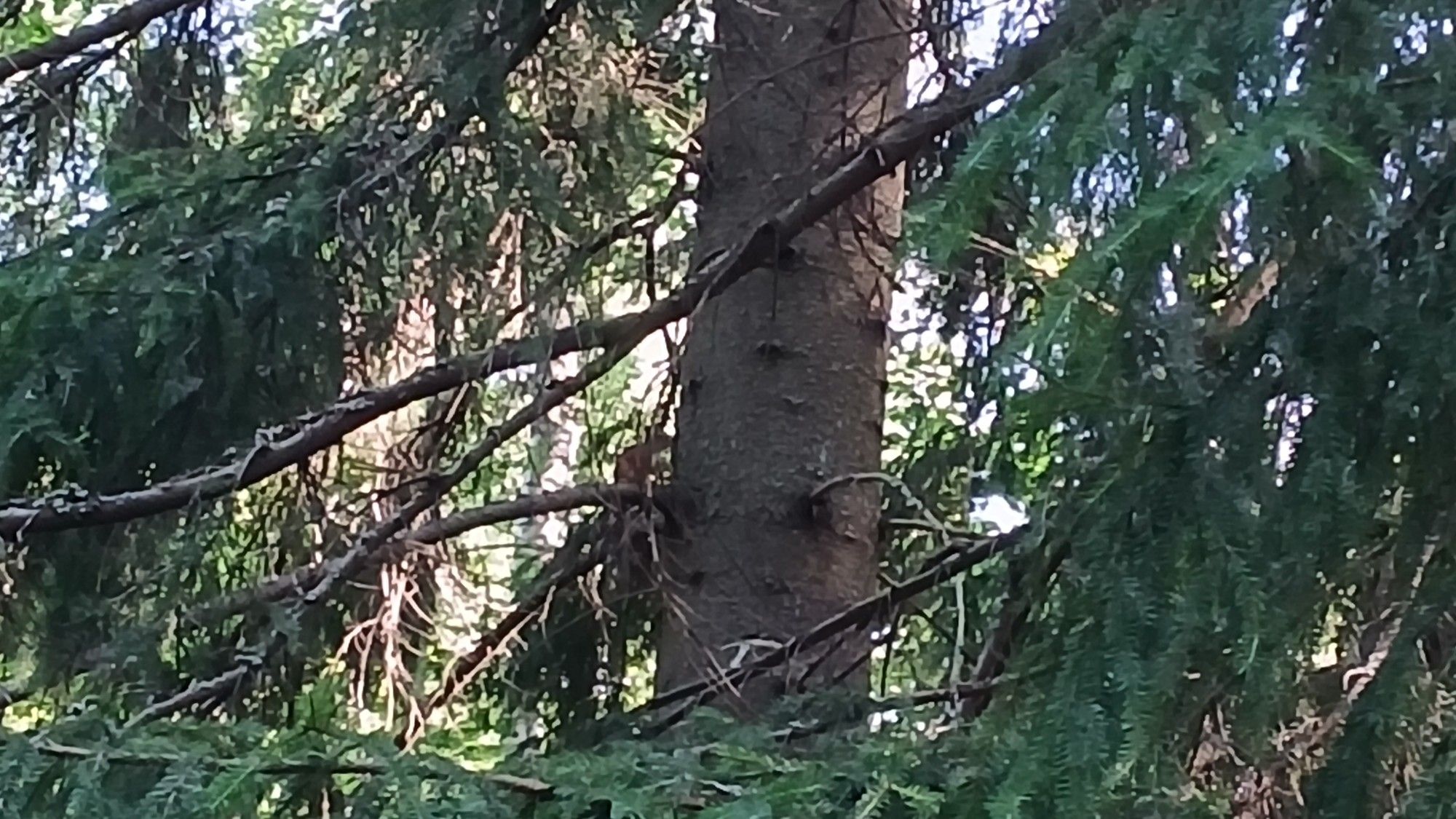 Hyvin ympäristöönsä tyköytyvä orava (Sciurius vulgaris) istuu kuusen oksalla.