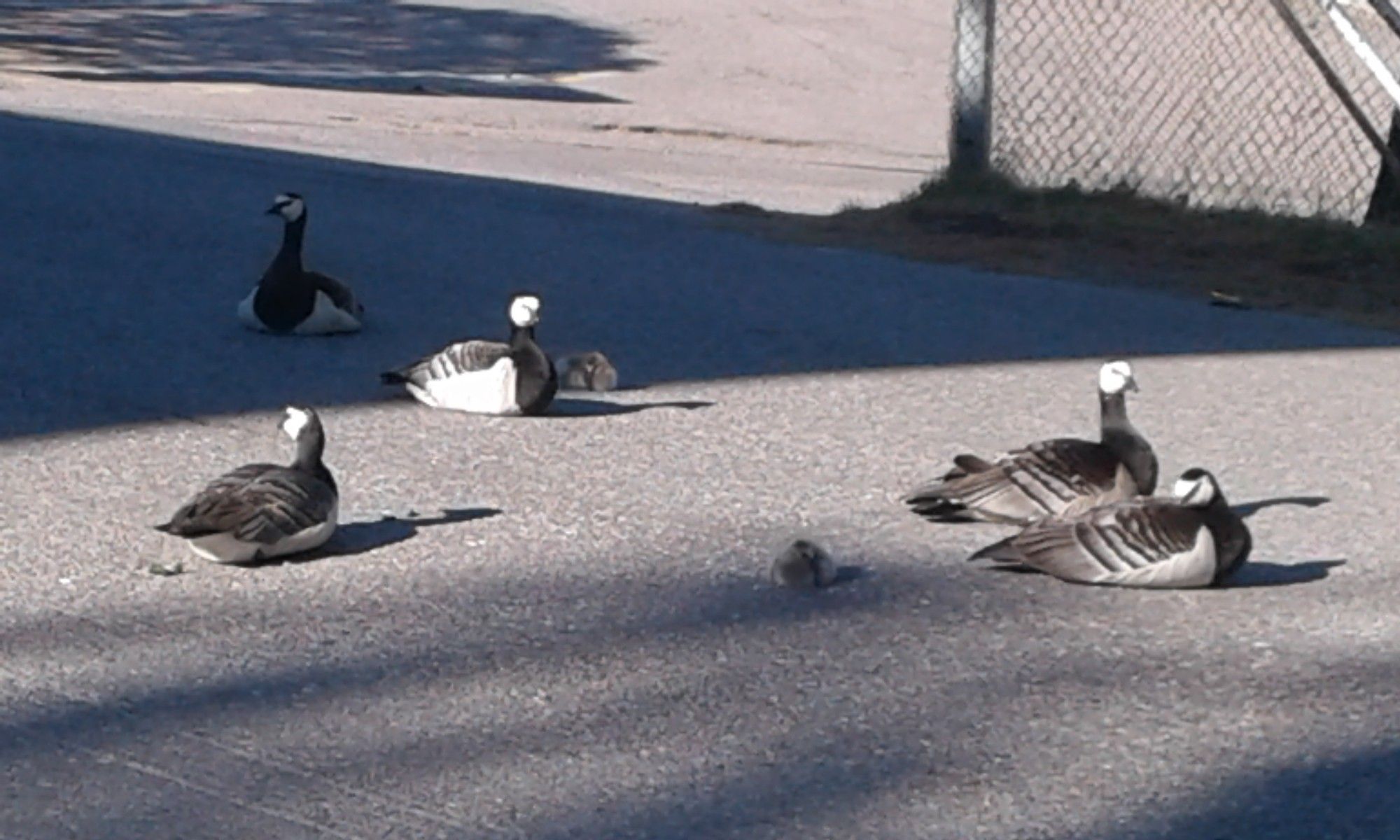 Seitsemän valkoposkihanhea (Branta leucopsis), viisi aikuista ja kaksi poikasta lepäämässä auringon lämmittämällä asfaltilla teollisuuspiha-alueen portilla.