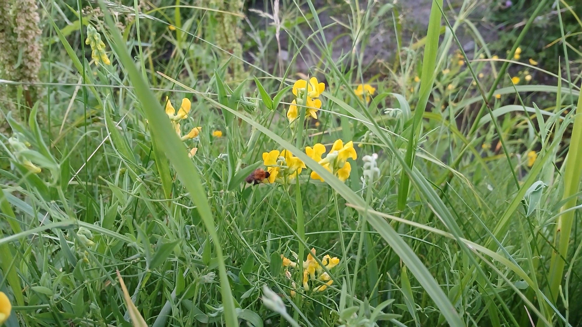 Tuntematon aitomehiläinen, l. kimalainen (Apidae) nauttimassa niittynätkelmän (Lathyrus pratensis) tarjoilemasta mesiateriasta.