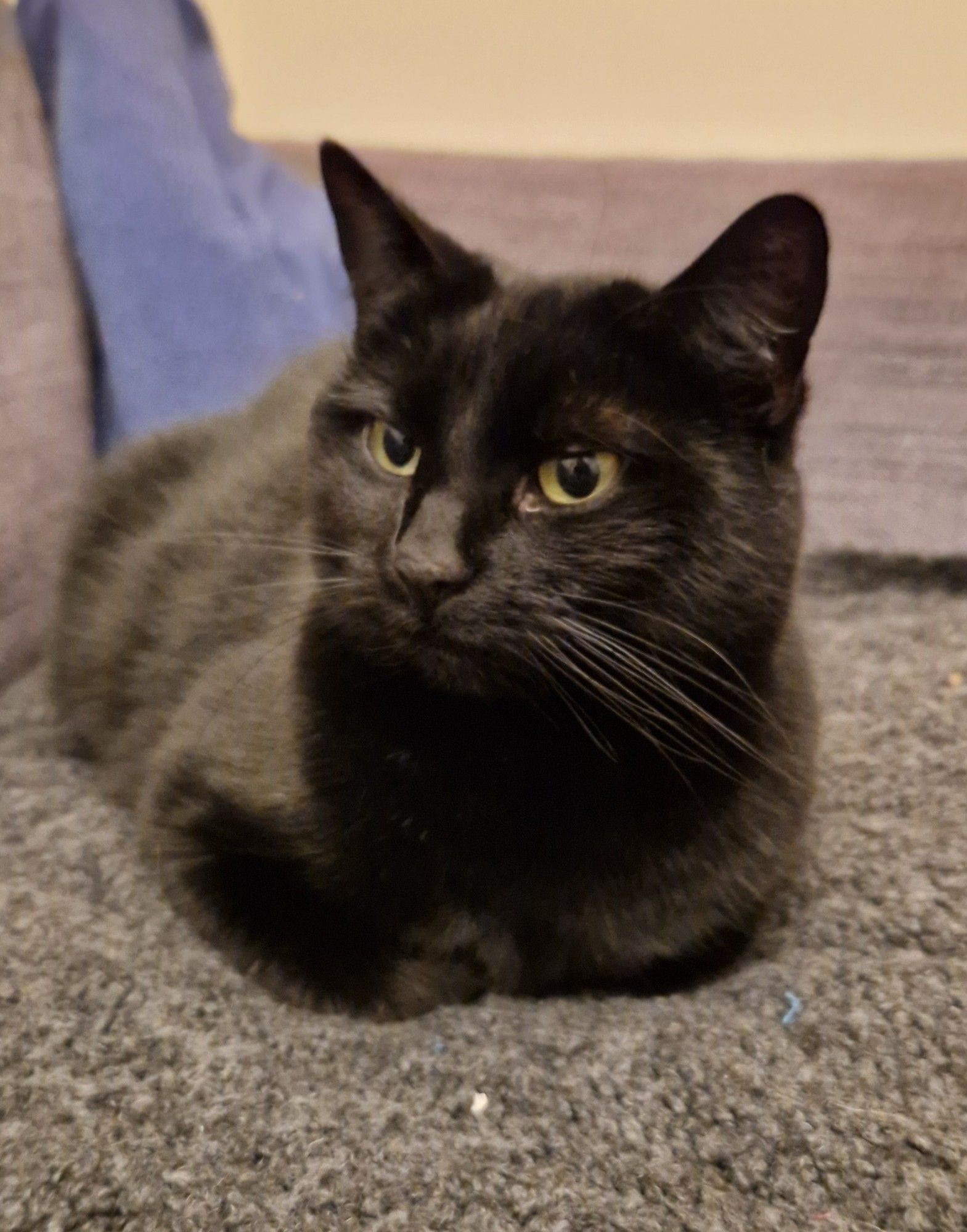 A small black cat in loaf position facing the camera. She is on a dark grey boucle blanket, on a dark grey sofa.