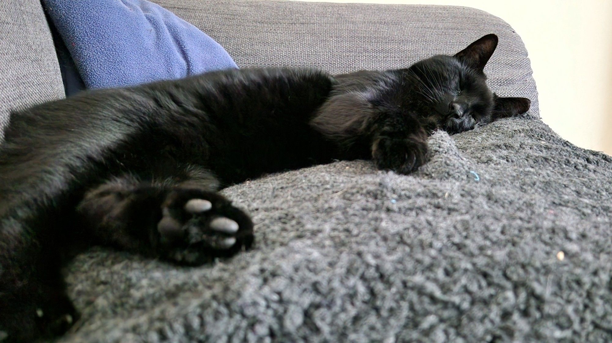 A big black cat stretched out on a dark grey boucle blanket on a dark grey sofa. His back feet are closest to the camera, with toe beans on full display, then his head and front legs further back, to the right of the picture.