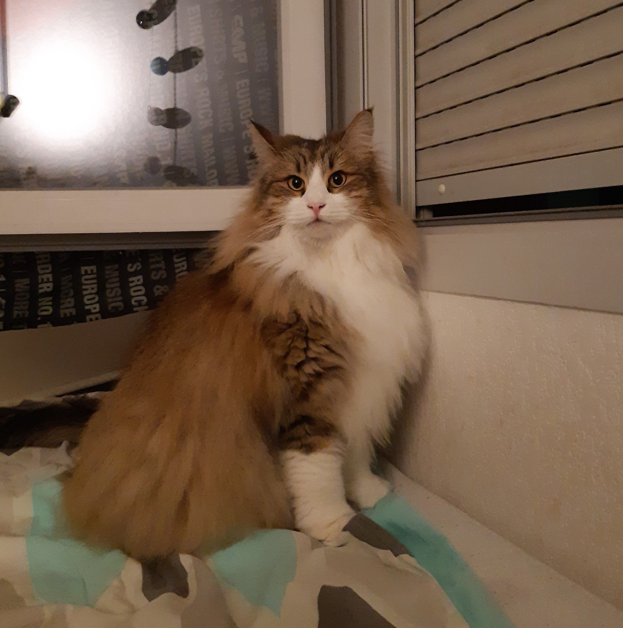 Norwegian cat with a lot of fluff.

She's brown spotted tabby (but she look ticked anyway), with a white snout that end with a triangle between the eyes. Her chest and paws are white too. Her eyes are gold or green depending on the light.

She's sitting on my bed, looking at the camera with one ear tilted to the side with an unsure look on her face, as I was making weird noises to get her attention.