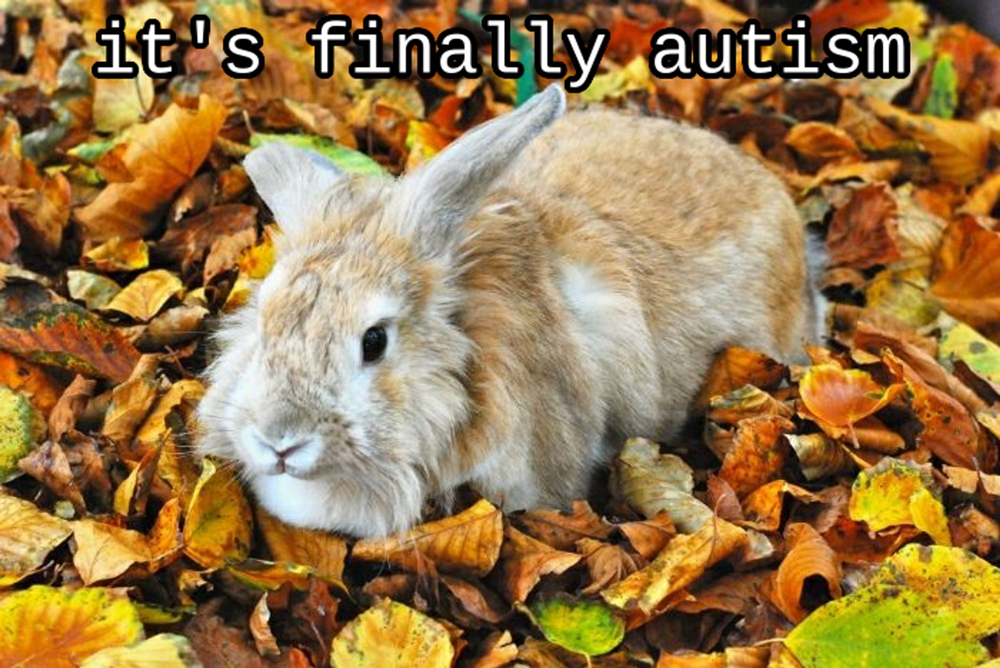 an orange and white rabbit, laying in loaf mode on a ground thick with fallen autumn leaves. above the rabbit is the text "it's finally autism"