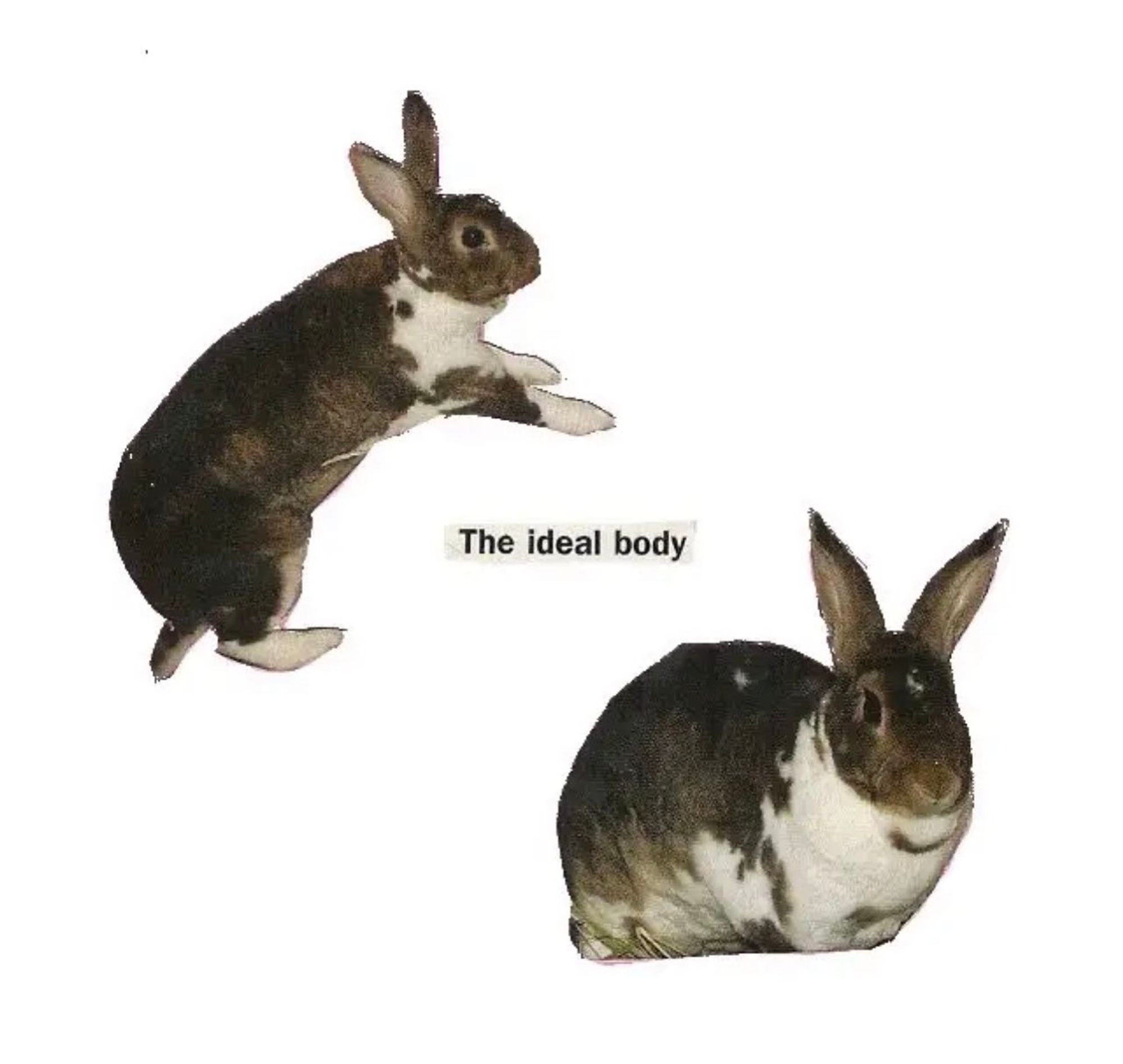 a rabbit standing on their hind legs next to the same rabbit sitting in loaf mode. between the two photos is the text "the ideal body"