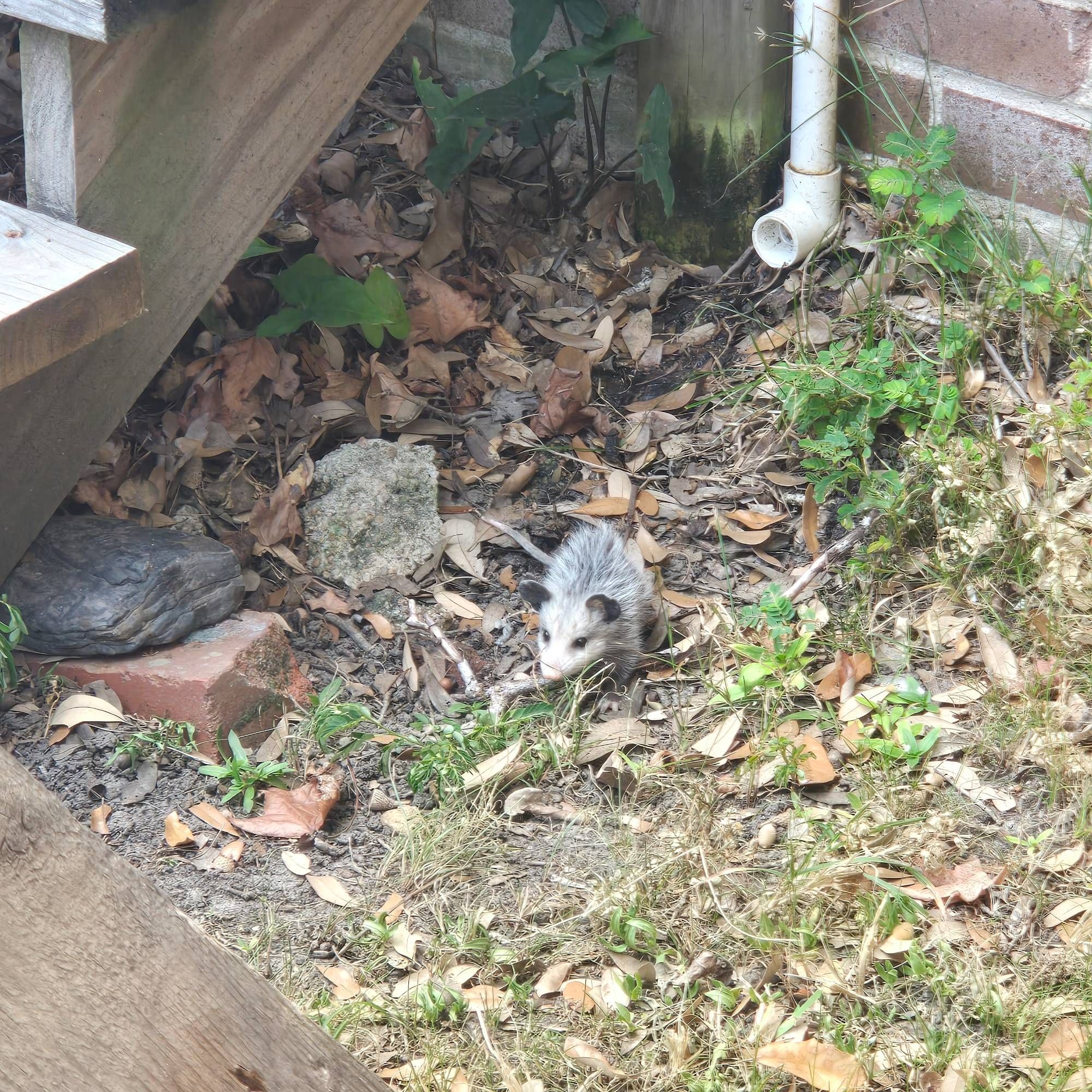 a baby possum, mostly centered, among a collection of leaves and other outdoor debris