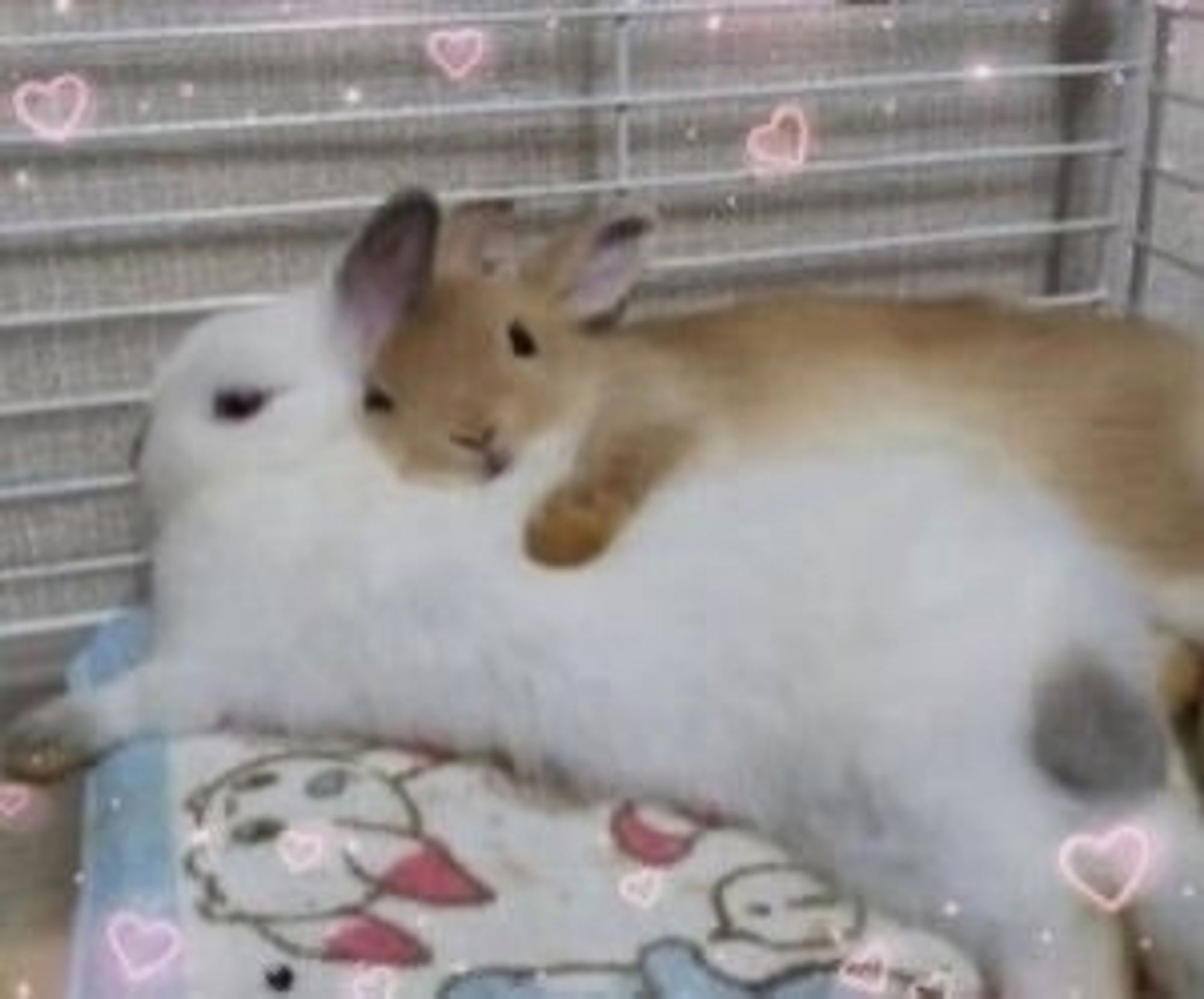 a brown rabbit snuggling a white rabbit on top of a bunny bed. there are hollow pink hearts edited in on various locations