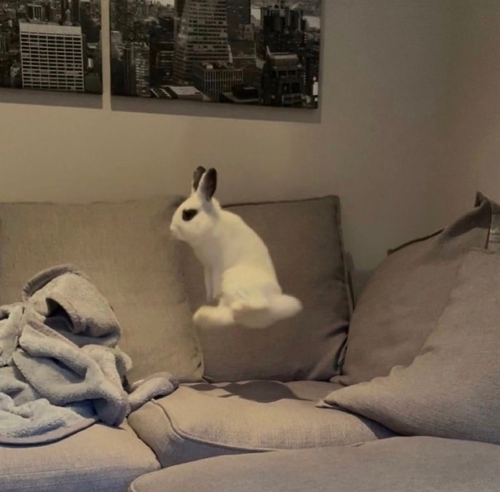 a white rabbit with black ears and black-ringed eyes mid-jump over a gray couch