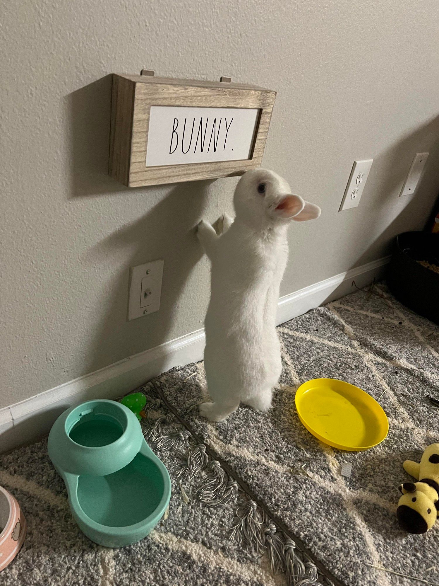 a photo of a white bunny standing on the carpet on their hind legs to inspect a sign hanging on the wall that says "bunny". behind the bunny is a yellow dish and a yellow and black toy, and to the left of the bunny is a bowl meant to house a water container, but does not currently have one