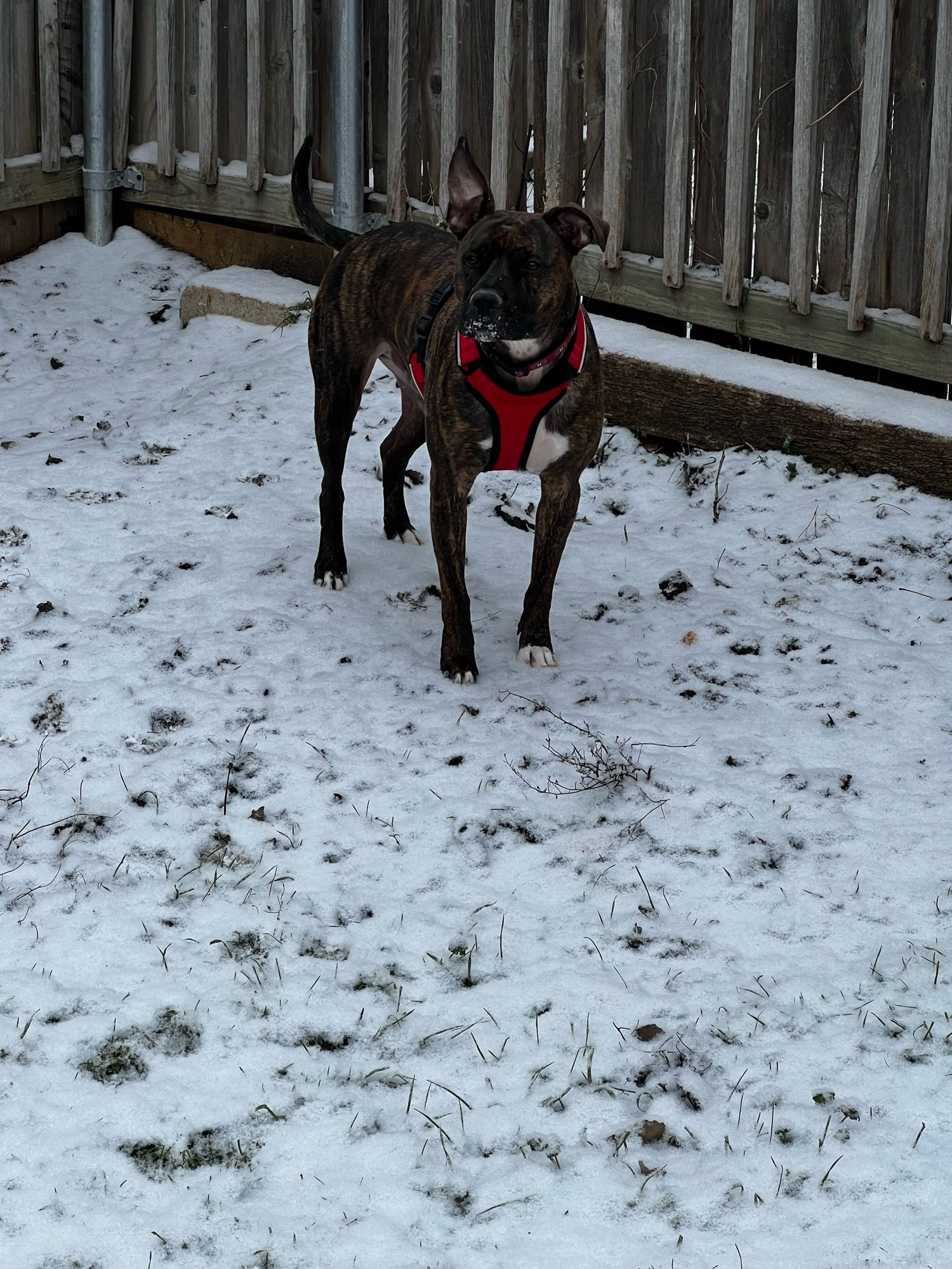 Gally’s first snow experience in Texas