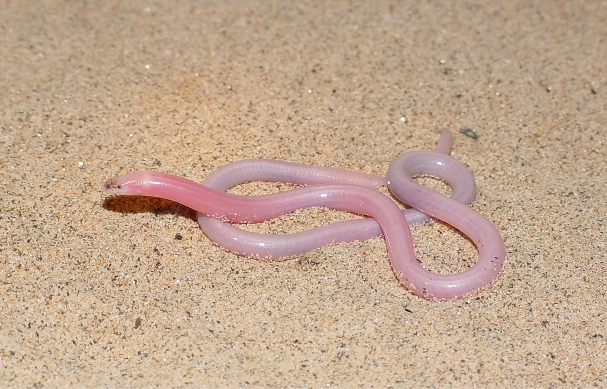 Photo of a pink, legless skink (Typhlosaurus braini) on sand.