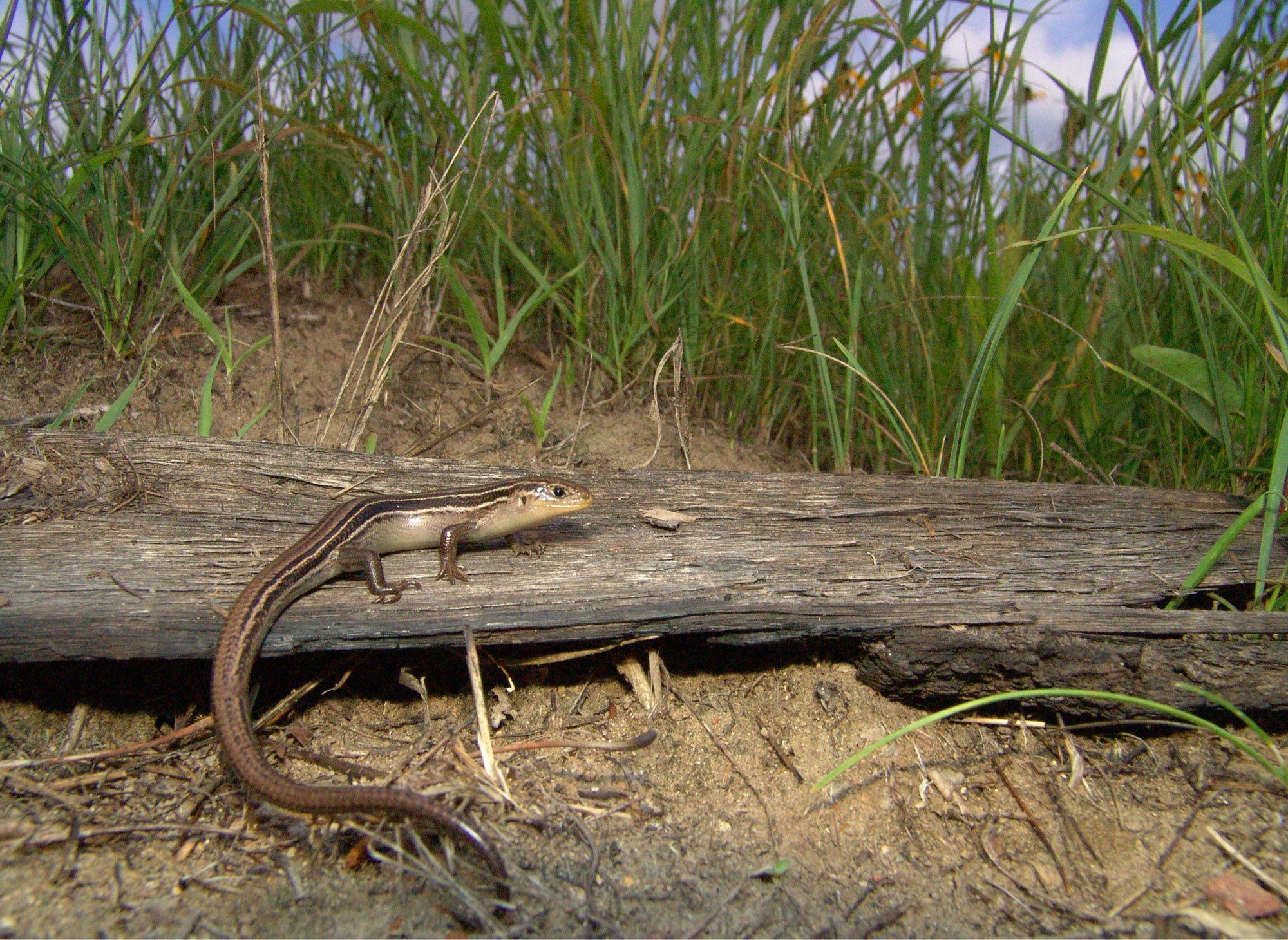 Photo of a prairie skink (Plestiodon septentrionalis) on a log with tall grass in the background.