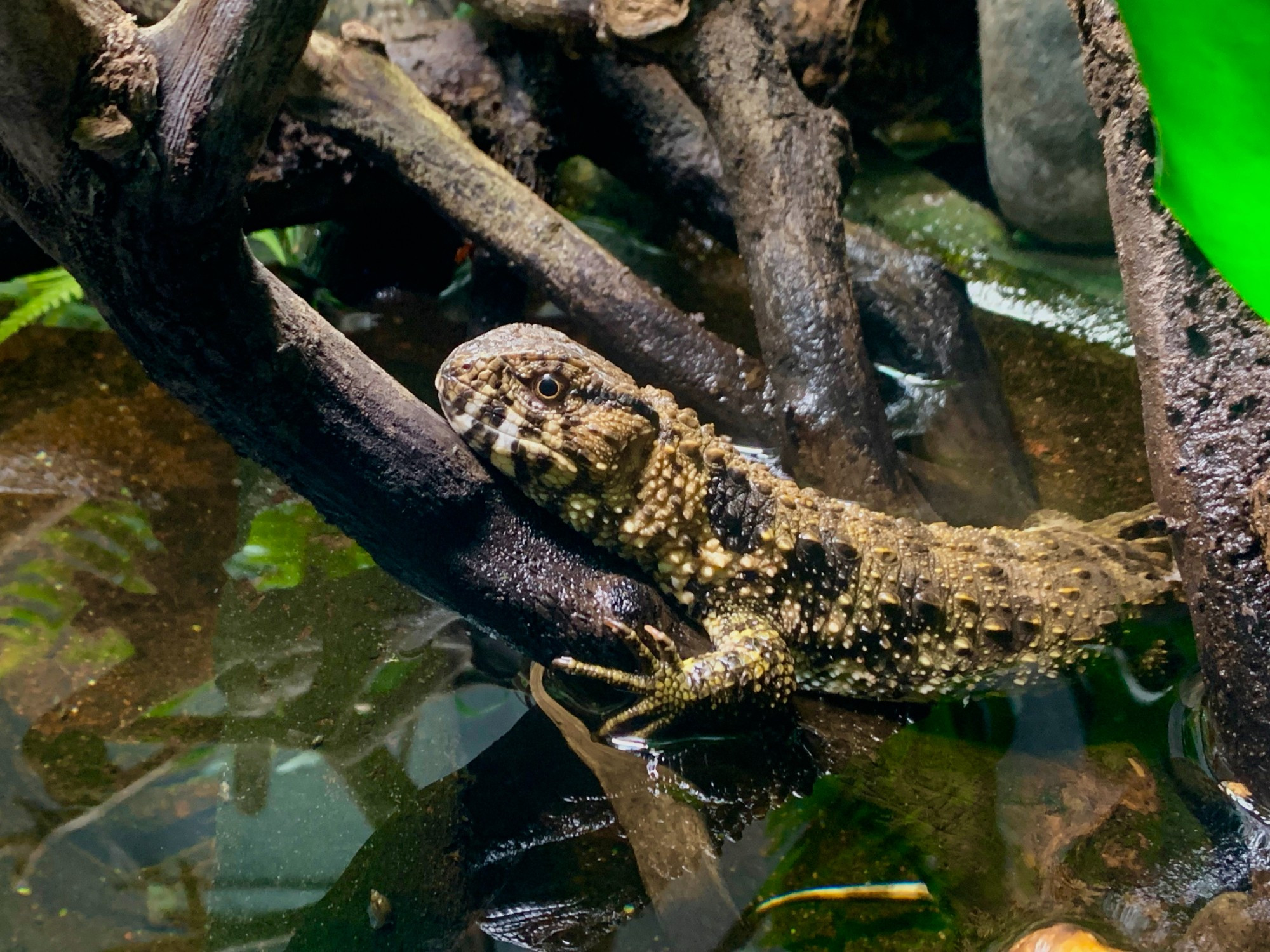 Photograph of a crocodile lizard (Shinisaurus crocodilurus). The lizard is resting on a branch with the back half of its body submerged in water.