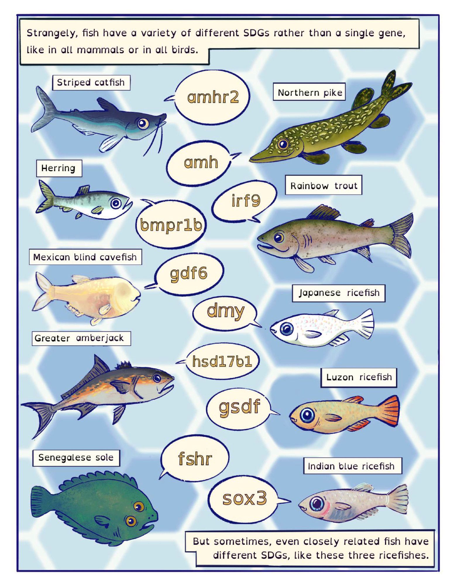 An illustration of some cartoon fish and their varying sex-determining genes (SDGs). Header test says, "Strangely, fish have a variety of different SDGs rather than a single gene, like in all mammals or in all birds." The text on the bottom right continues, "But sometimes, even closely related fish have different SDGs like these three ricefishes." 
The illustrated fish species and their associated sex-determining genes (SDMs) include: Striped catfish & amhr2; Northern pike & amh; Herring & bmpr1b; rainbow trout & irf9; Mexican blind cavefish & gdf6; Greater amberjack & hsd17b1; Senegalese sole & fshr; Japanese ricefish & dmy; Luzon ricefish & gsdf; and Indian ricefish & sox3.