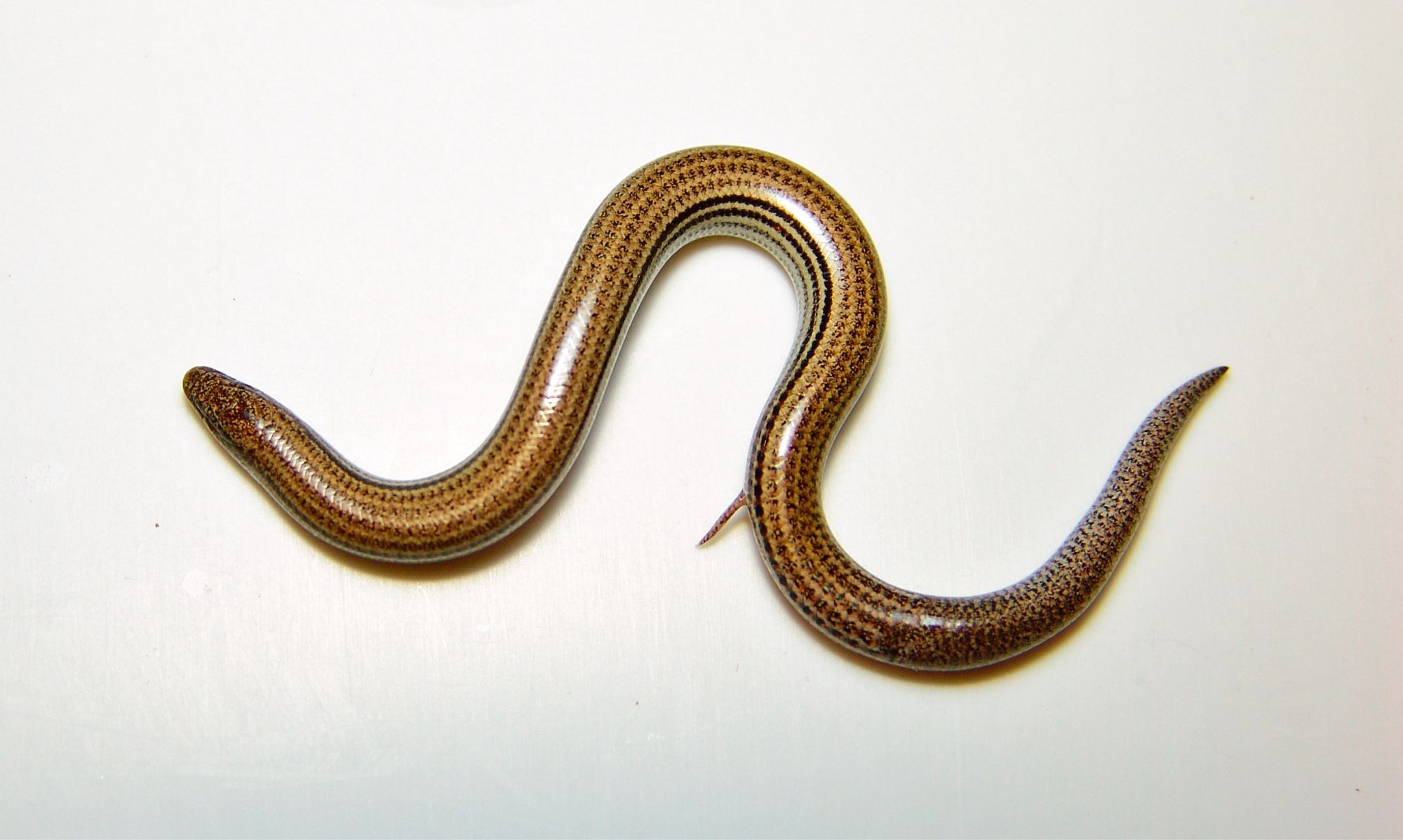 Photo of a Common Burrowing Skink (Scelotes bipes) from Western Cape, South Africa on a white background. It has completely lost the front limbs and most of the digits on its hind limbs.