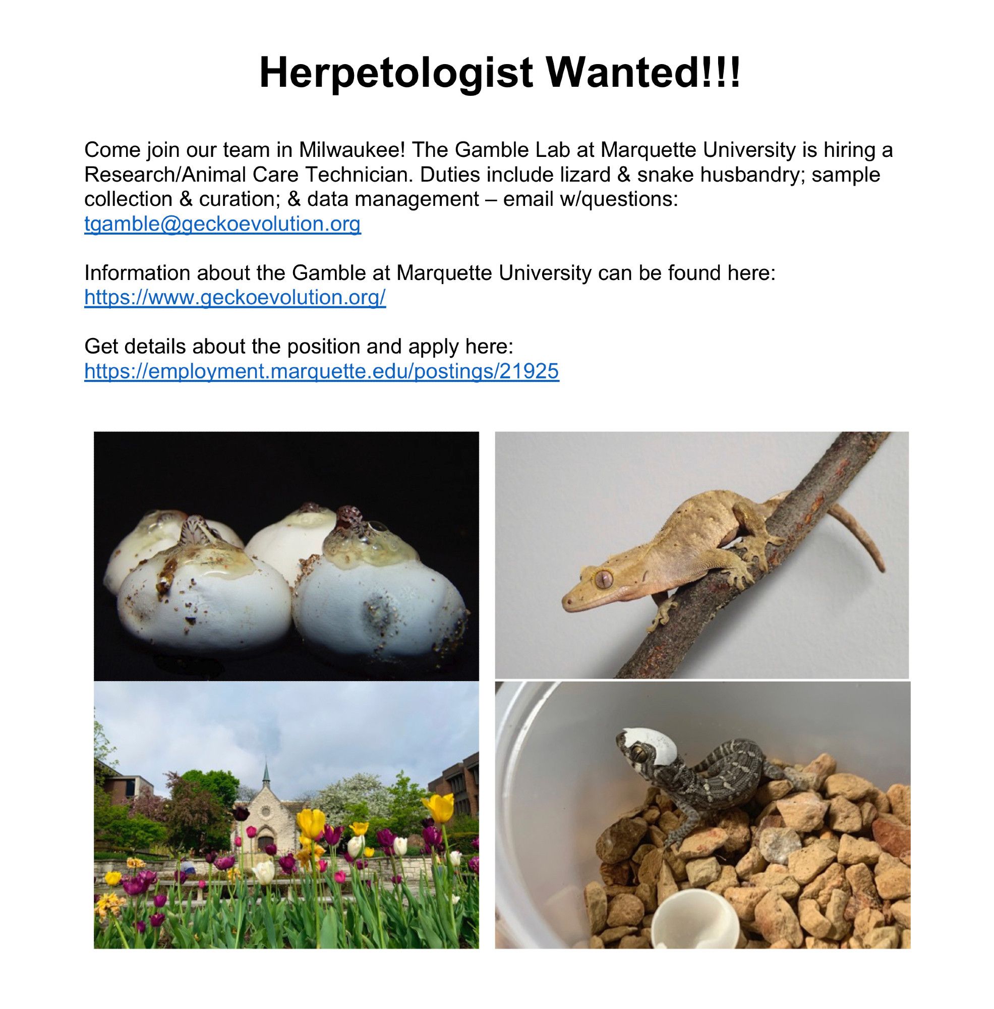 Herpetologist Wanted!!!
Come join our team in Milwaukee! The Gamble Lab at Marquette University is hiring a Research/Animal Care Technician. Duties include lizard & snake husbandry; sample collection & curation; & data management – email w/questions: tgamble@geckoevolution.org
Information about the Gamble at Marquette University can be found here: https://www.geckoevolution.org/
Get details about the position and apply here: https://employment.marquette.edu/postings/21925
Photos include: upper left - corn snakes hatching from eggs on a black background; upper right - a crested gecko on a branch on a white background; lower left - photo of Marquette University campus in spring with colorful flowers in the foreground; lower right - gecko hatching from an egg with a bit of eggshell on its head.