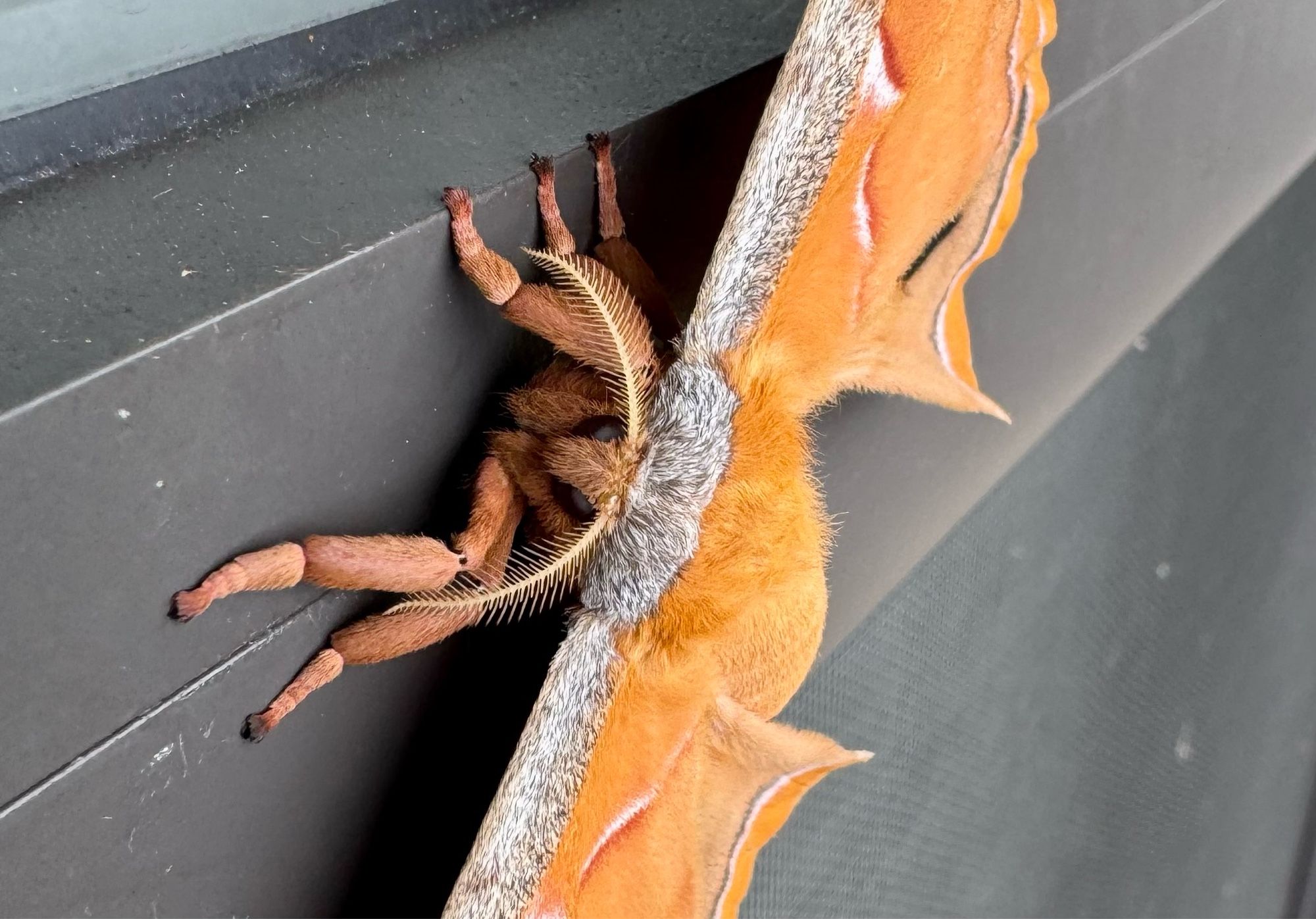 A large orange moth rests against a window screen.